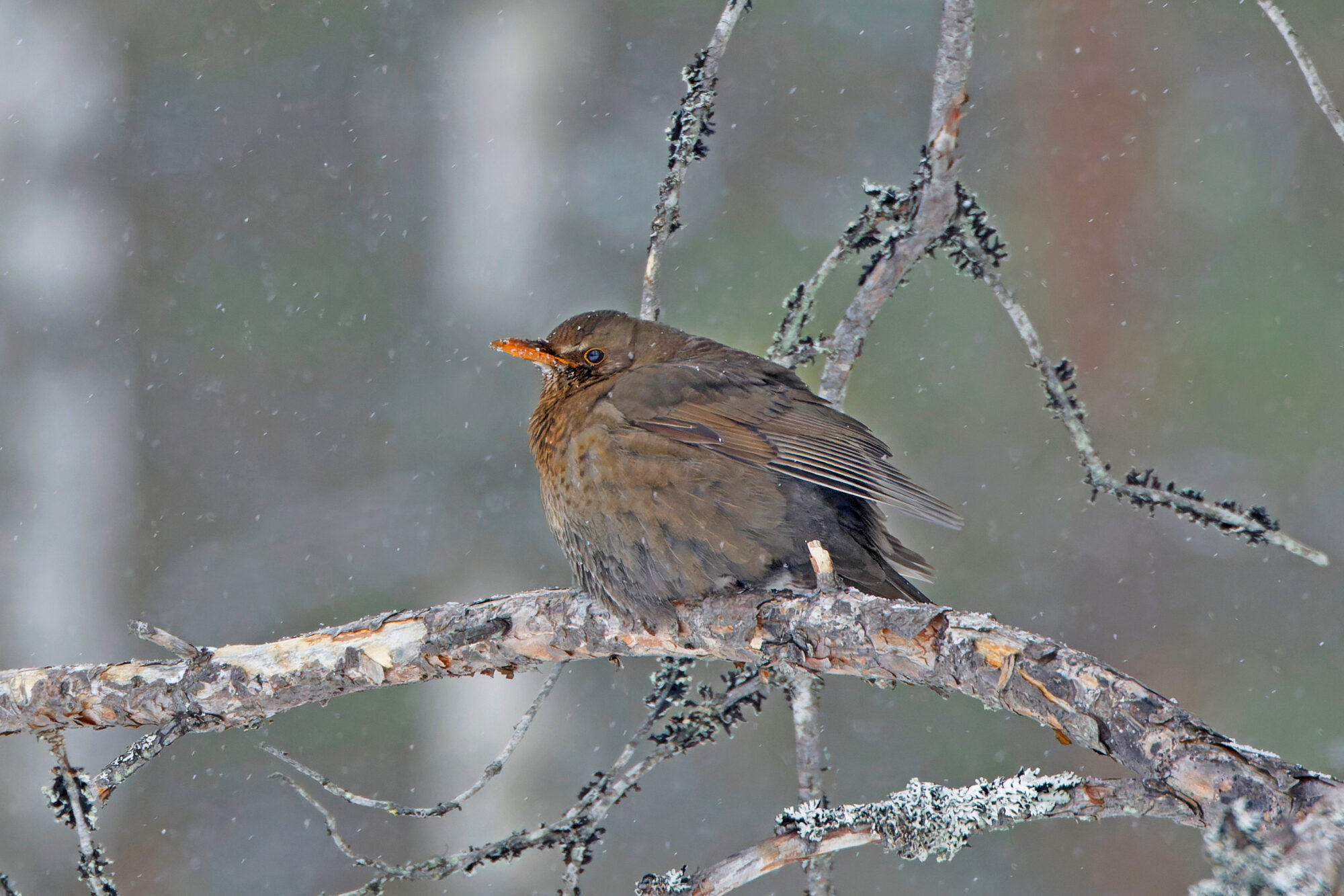 Valokuvaaja: TOMMI KUJALA