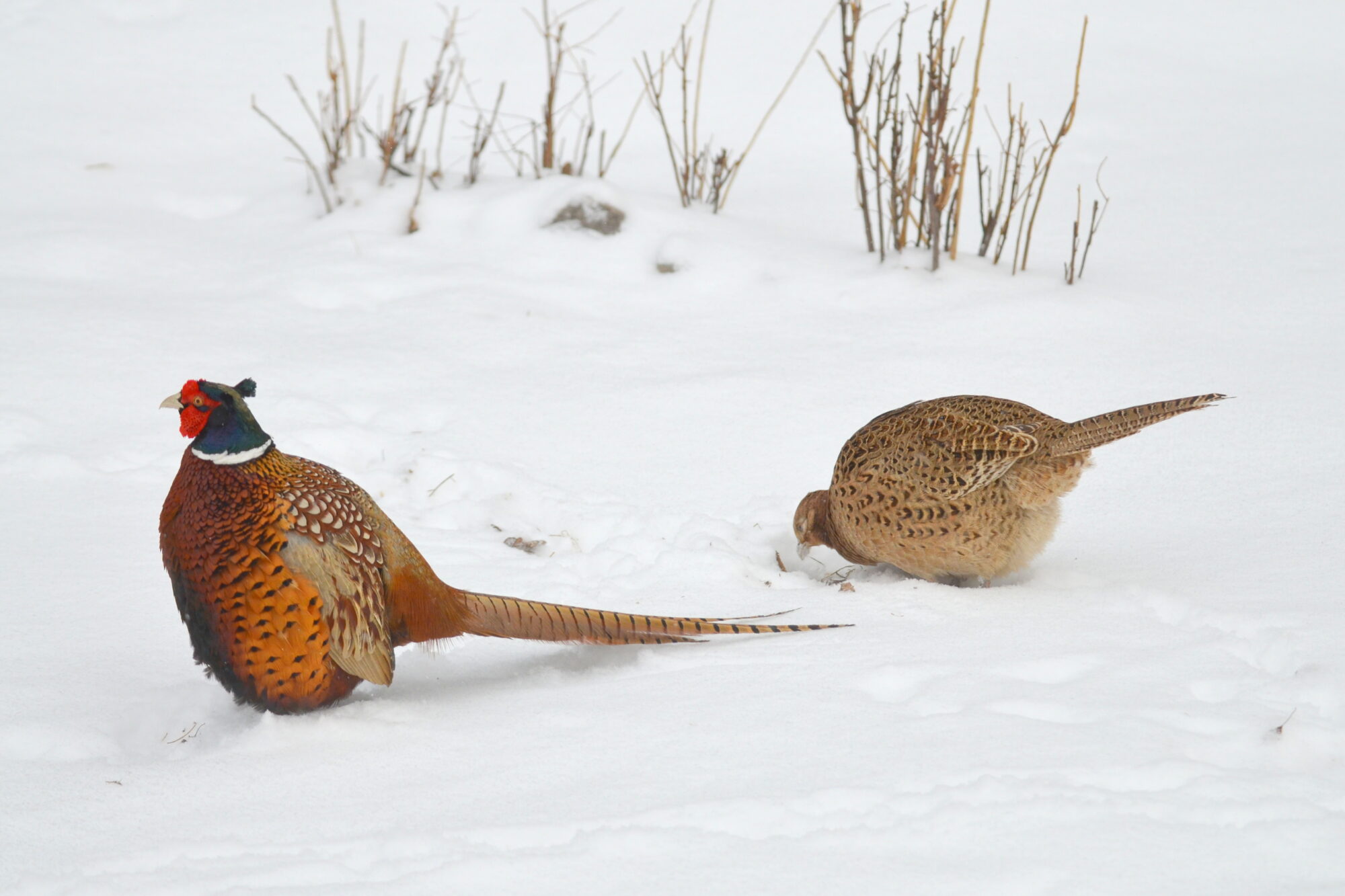 Valokuvaaja: Kaarlo Asikainen