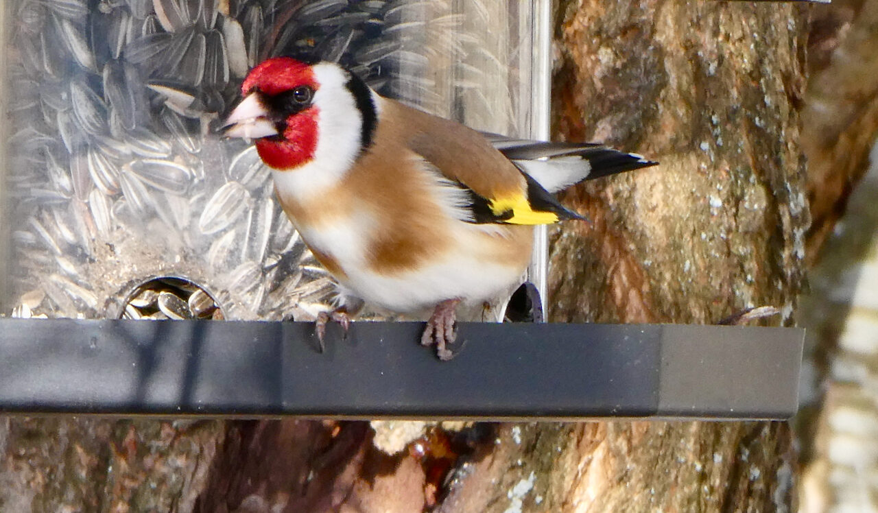 Valokuvaaja: Liisa Niiva-Korpela