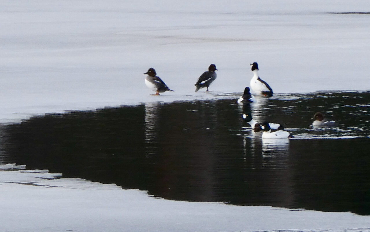 Valokuvaaja: Liisa Niiva-Korpela