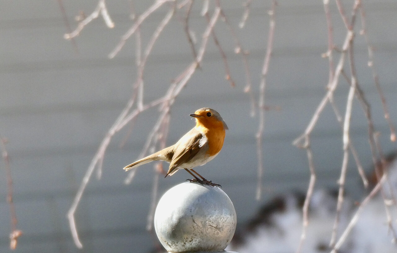 Valokuvaaja: Liisa Niiva-Korpela