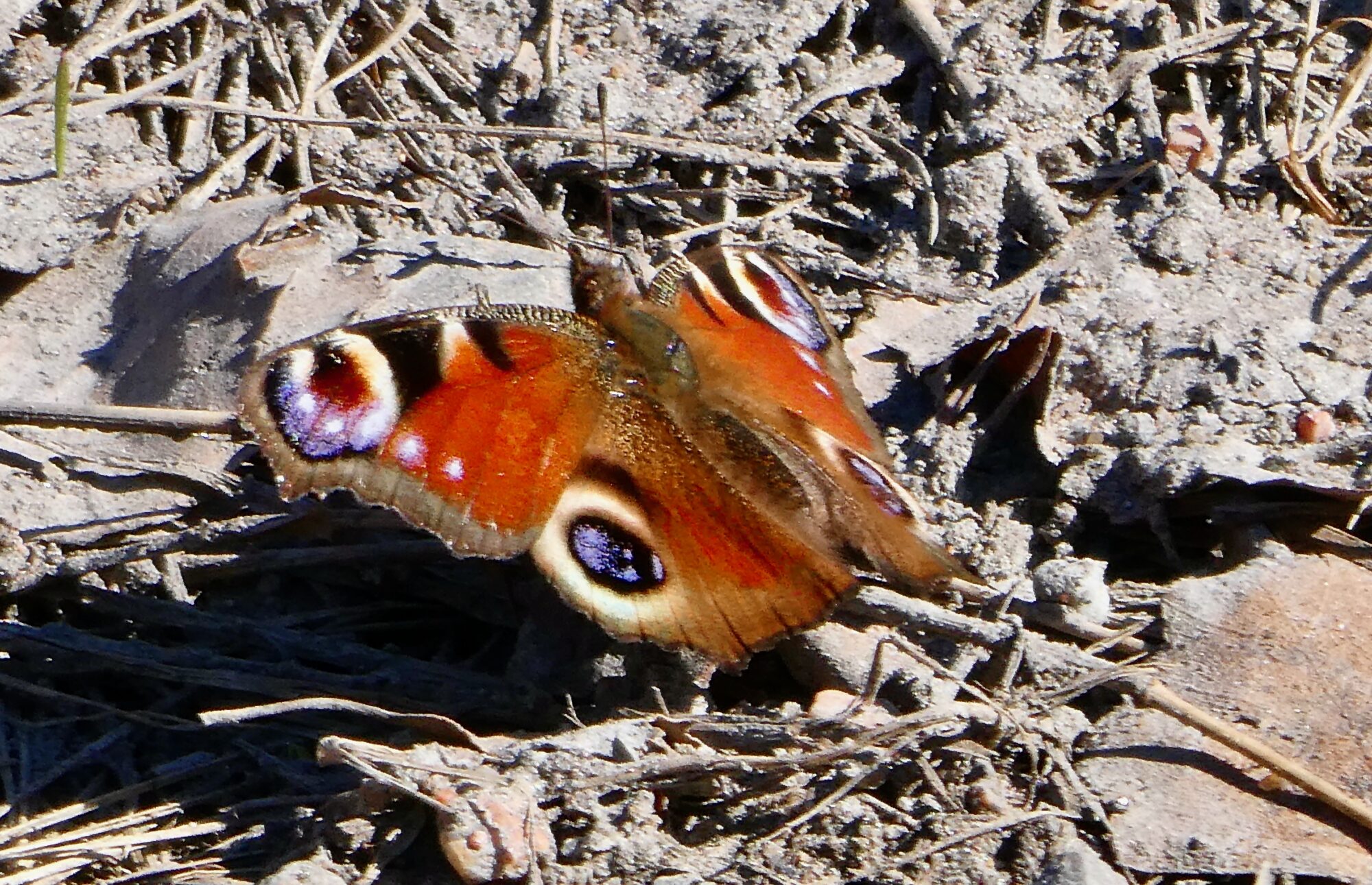 Valokuvaaja: Liisa Niiva-Korpela