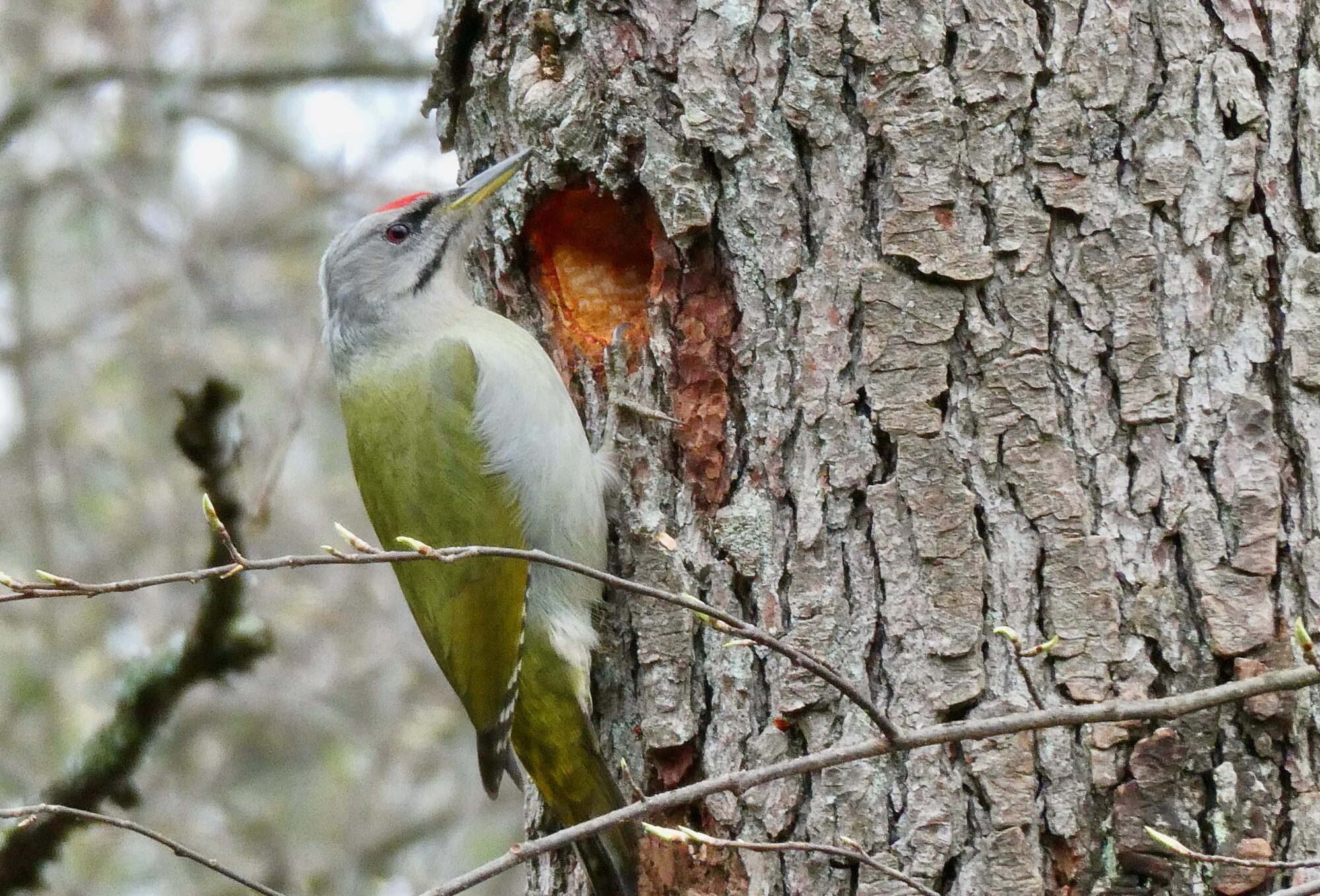 Valokuvaaja: Liisa Niiva-Korpela Valokuvaaja: Liisa Niiva-Korpela