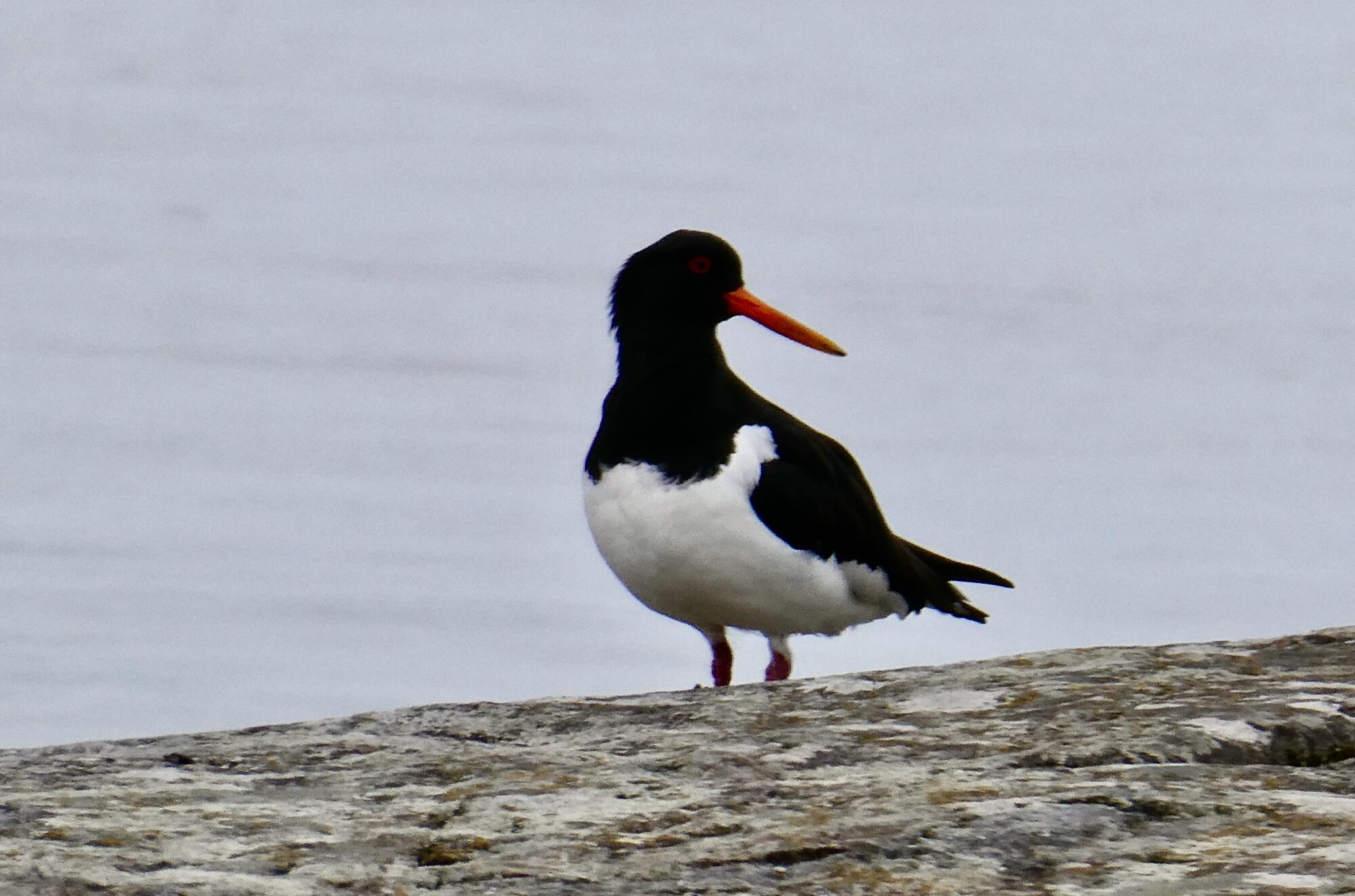 Valokuvaaja: Liisa Niiva-Korpela