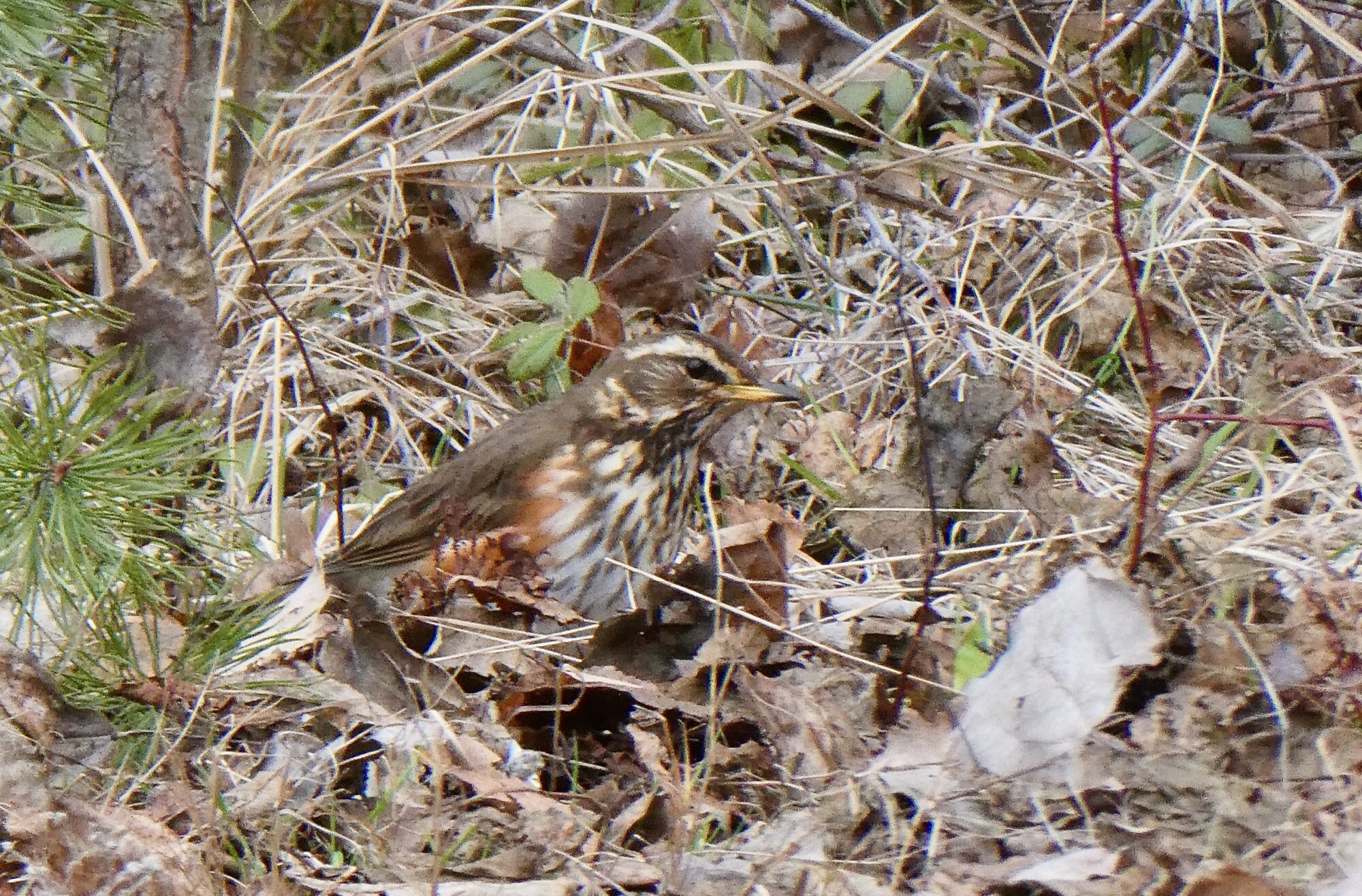 Valokuvaaja: Liisa Niiva-Korpela