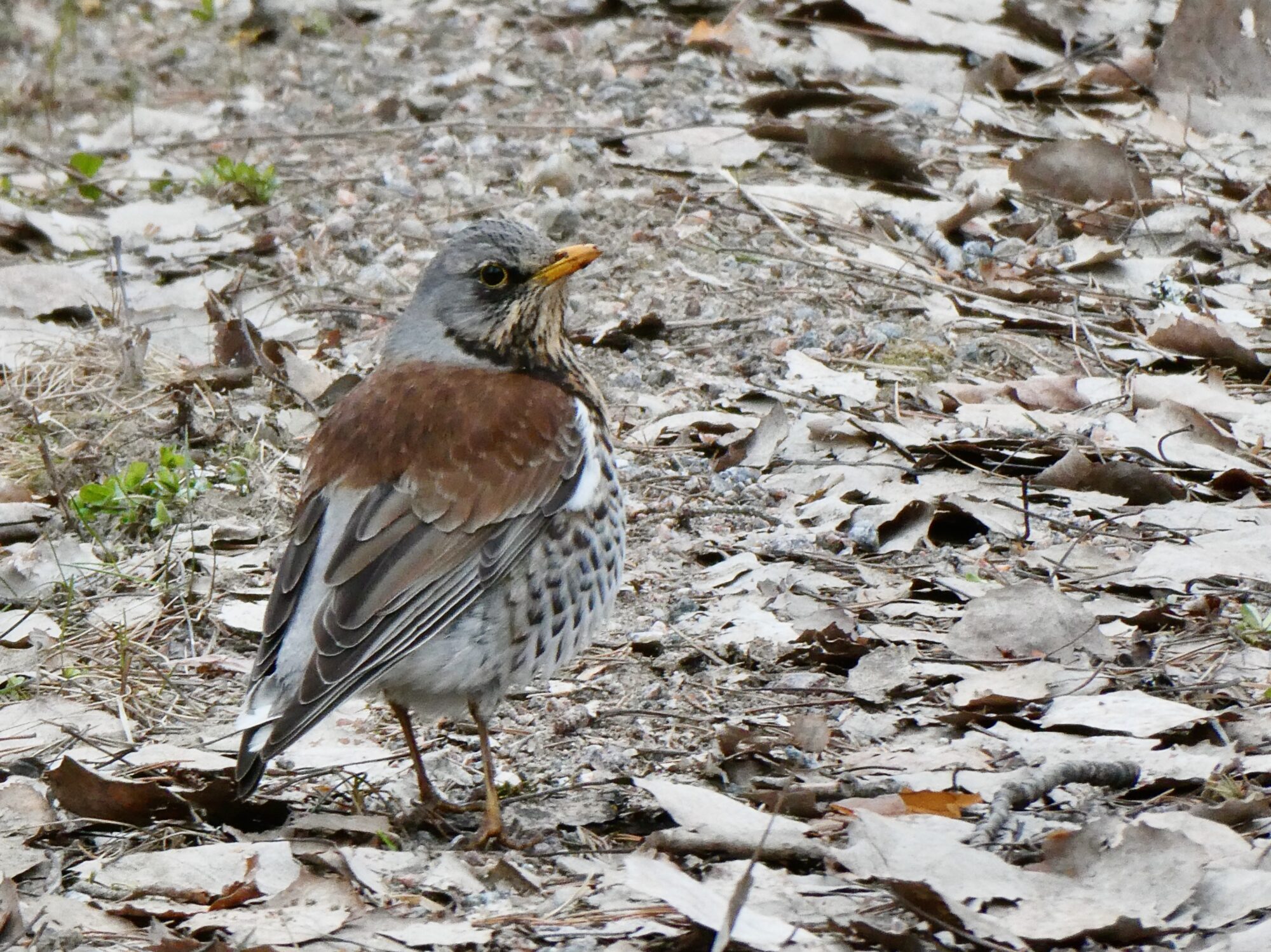 Valokuvaaja: Liisa Niiva-Korpela