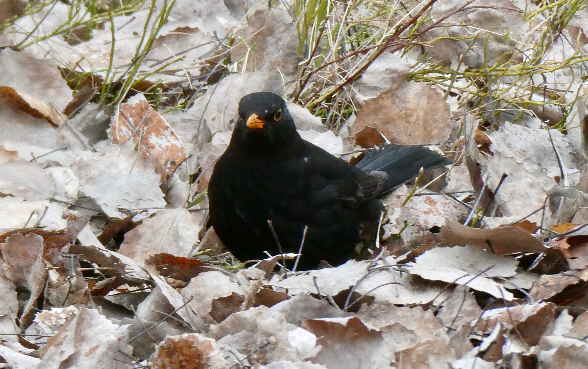 Valokuvaaja: Liisa Niiva-Korpela