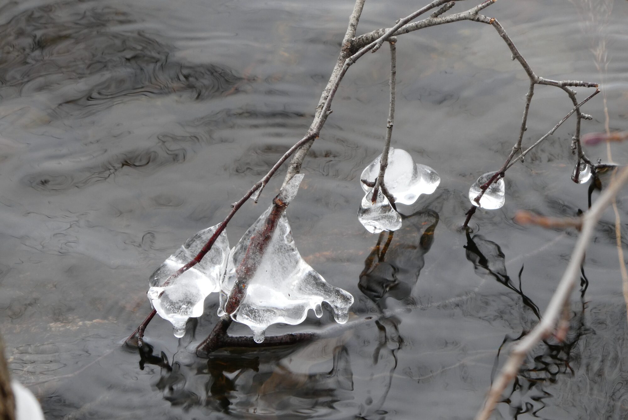 Valokuvaaja: Liisa Niiva-Korpela