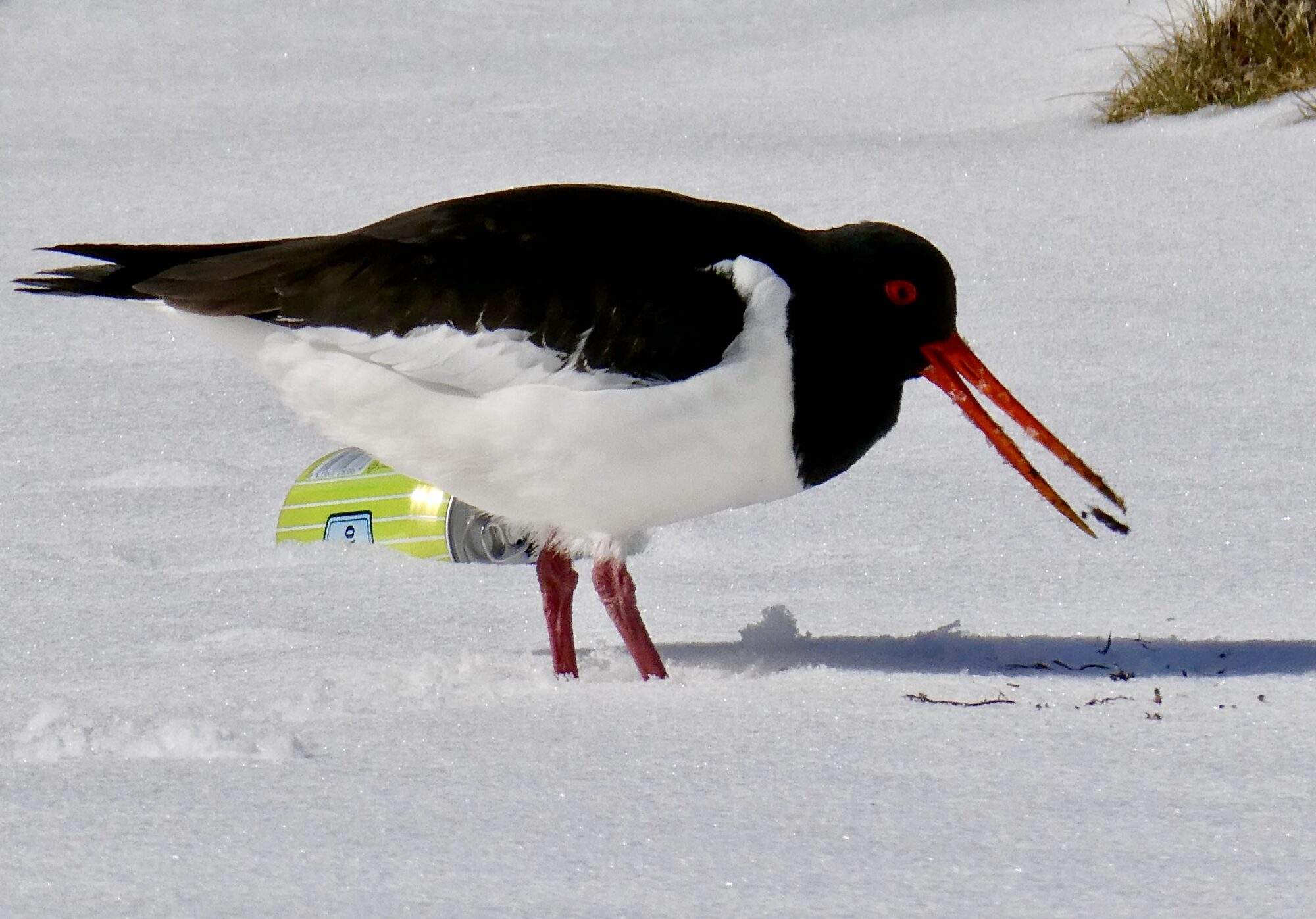 Valokuvaaja: Liisa Niiva-Korpela
