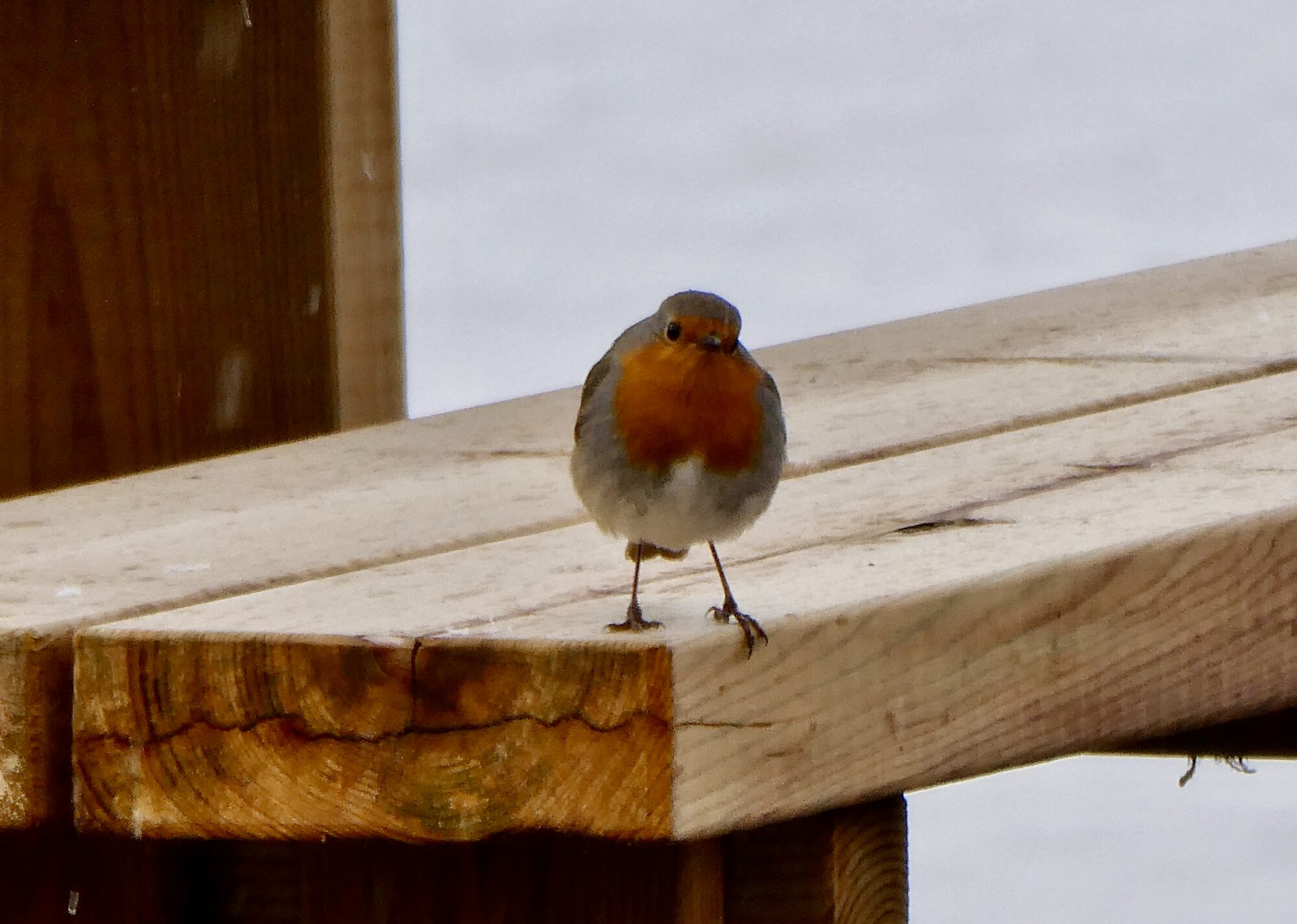 Valokuvaaja: Liisa Niiva-Korpela