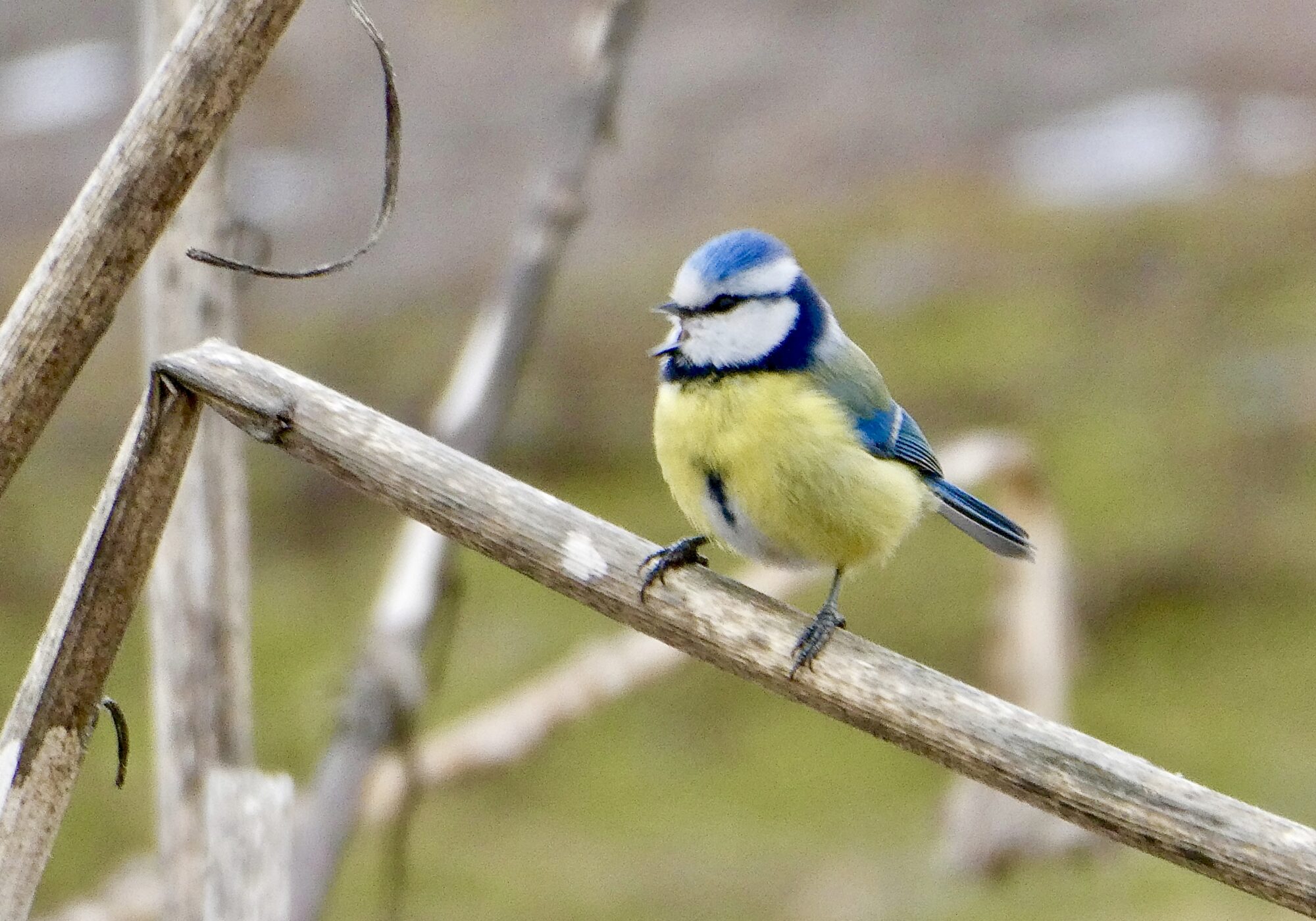 Valokuvaaja: Liisa Niiva-Korpela