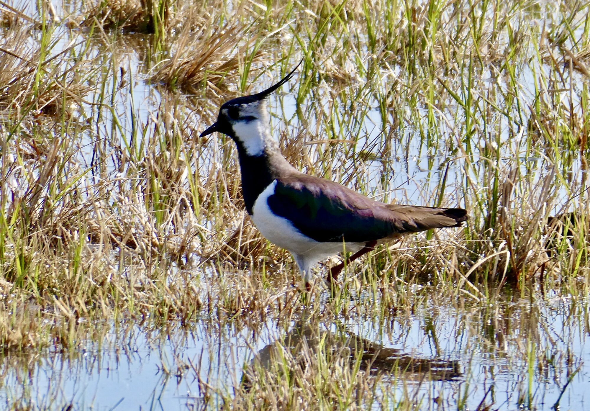 Valokuvaaja: Liisa Niiva-Korpela