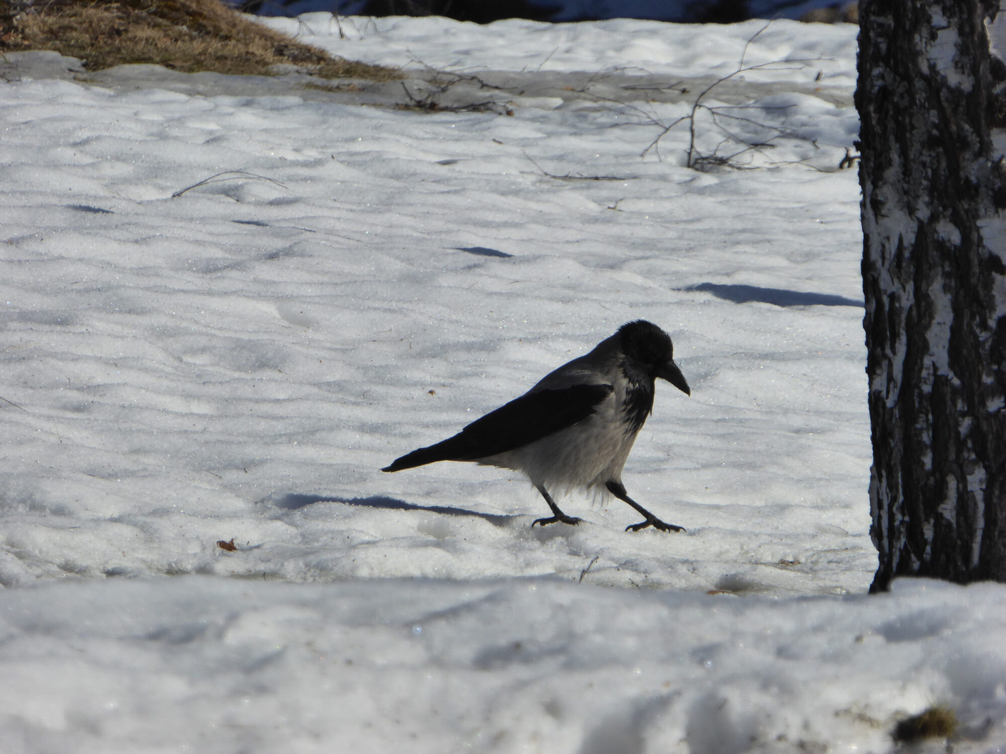 Valokuvaaja: Toni Asikainen