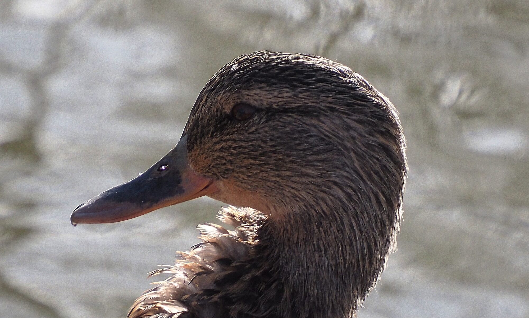 Valokuvaaja: Arja Valtonen