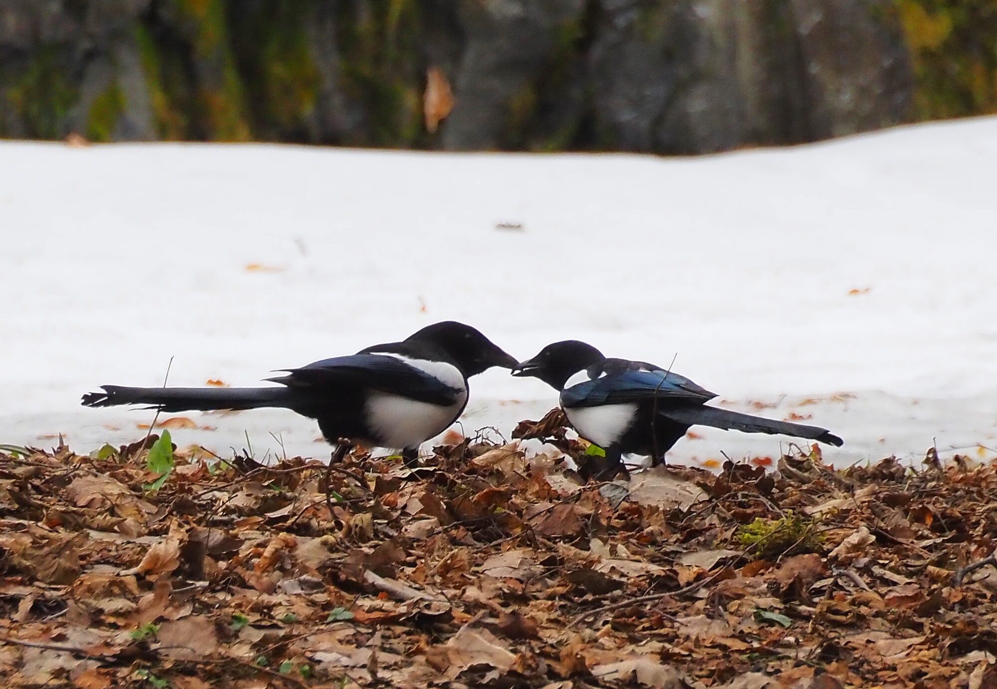 Valokuvaaja: Arja Valtonen