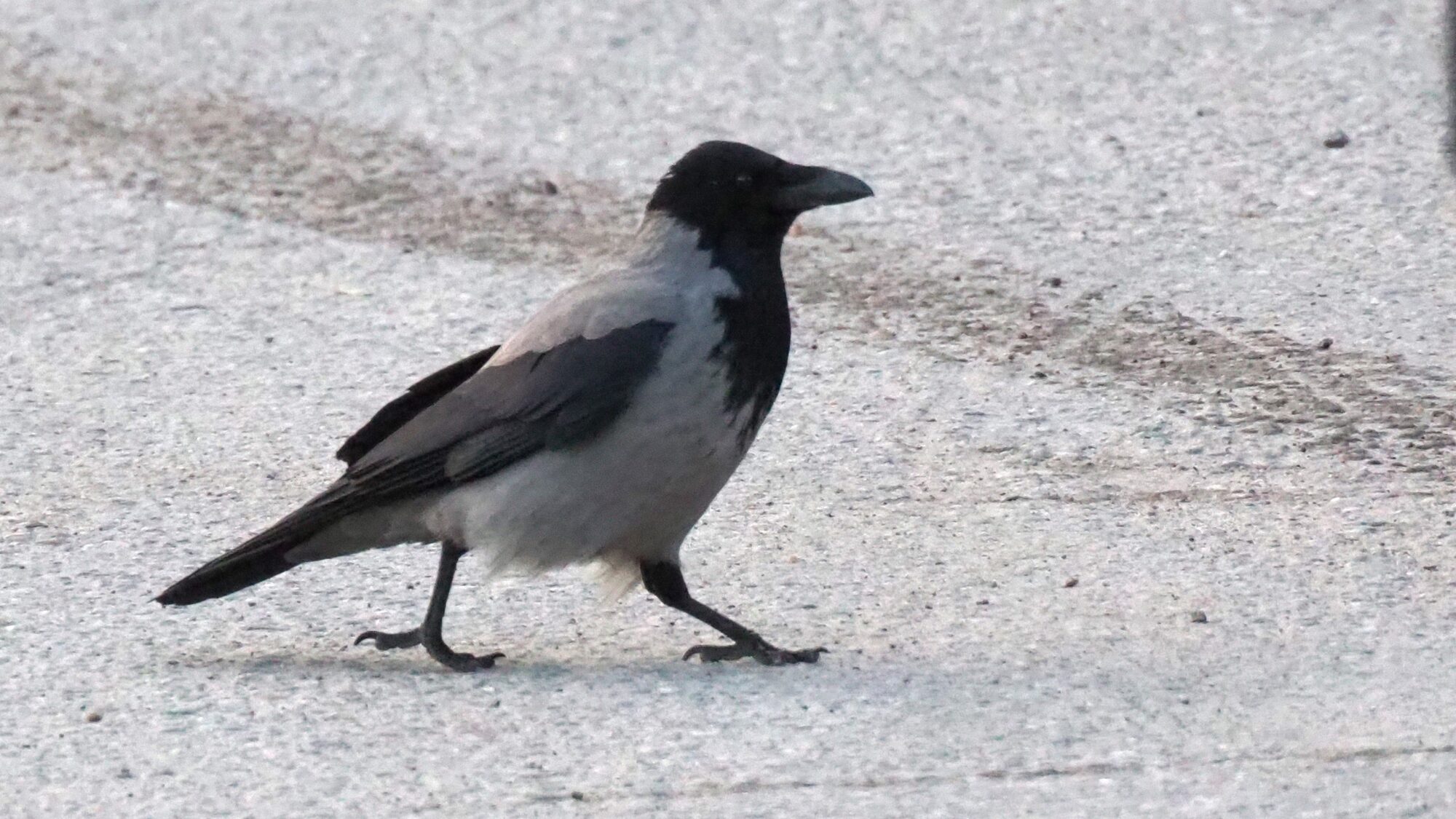 Valokuvaaja: Martti Valtonen Valokuvaaja: Martti Valtonen