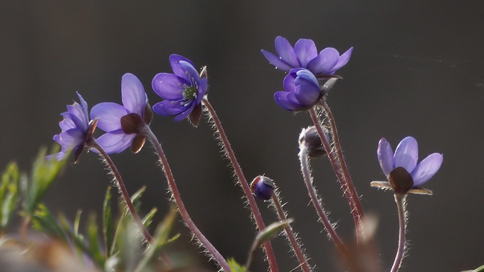 Valokuvaaja: Arja Valtonen Valokuvaaja: Arja Valtonen