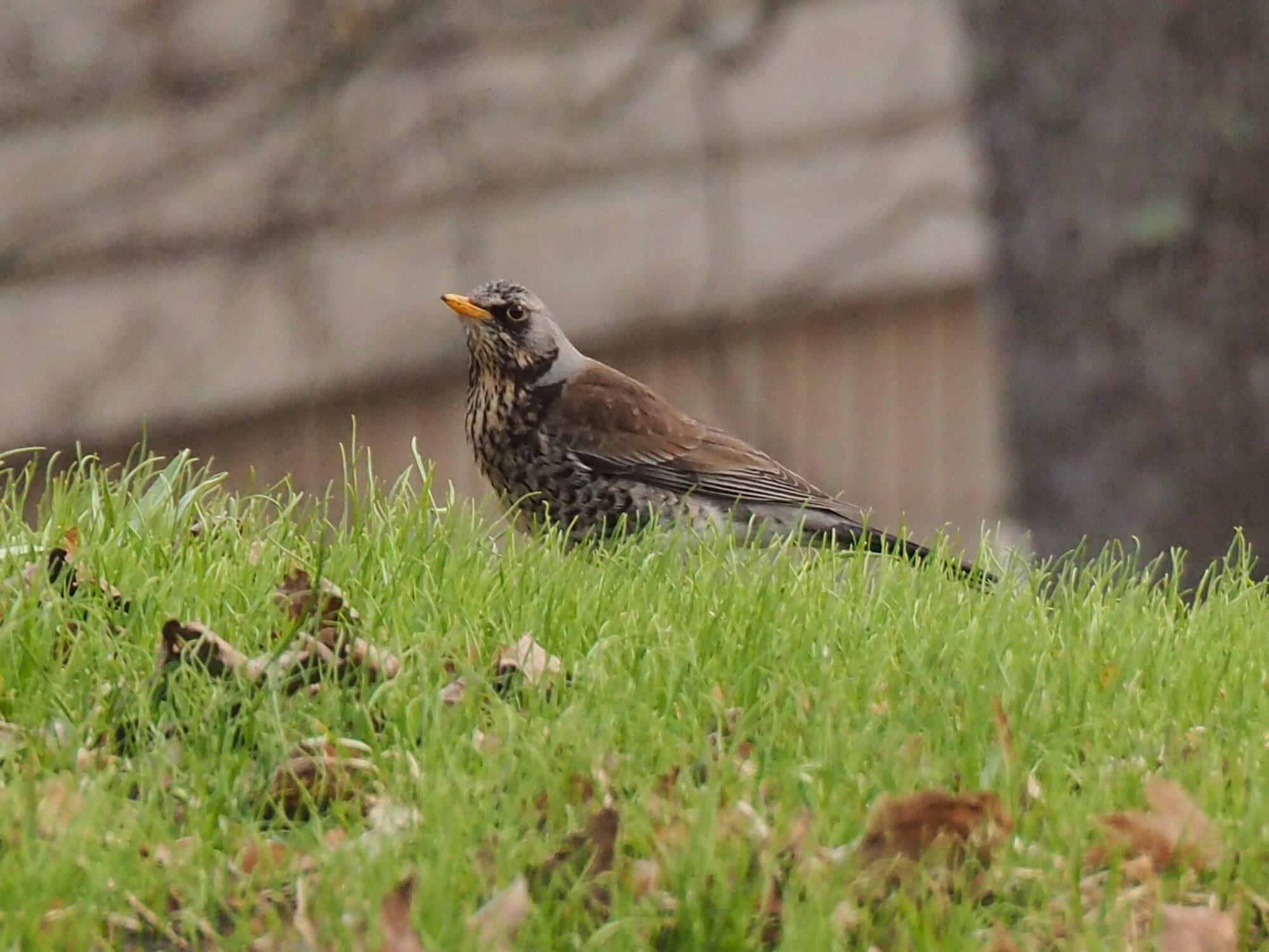 Valokuvaaja: Martti Valtonen