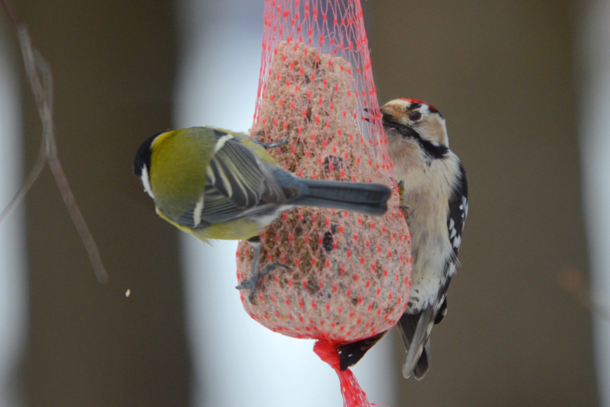 Valokuvaaja: Kaarlo Asikainen Valokuvaaja: Kaarlo Asikainen