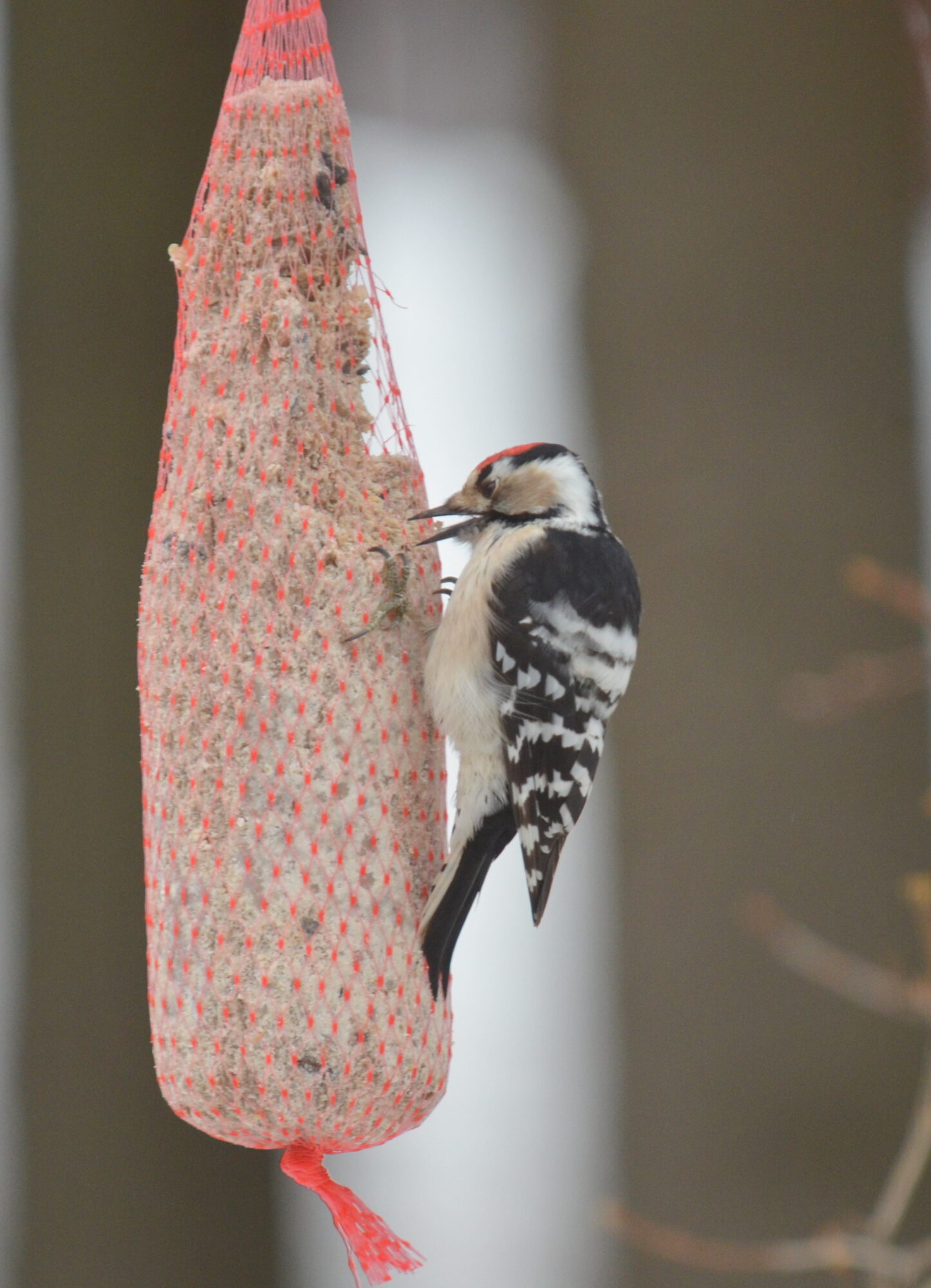 Valokuvaaja: Kaarlo Asikainen