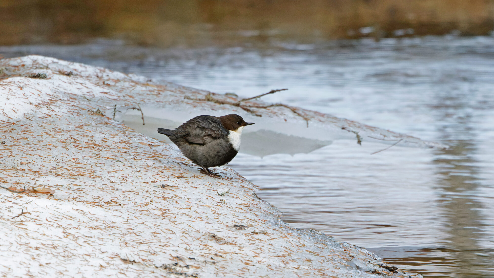 Valokuvaaja: TOMMI KUJALA