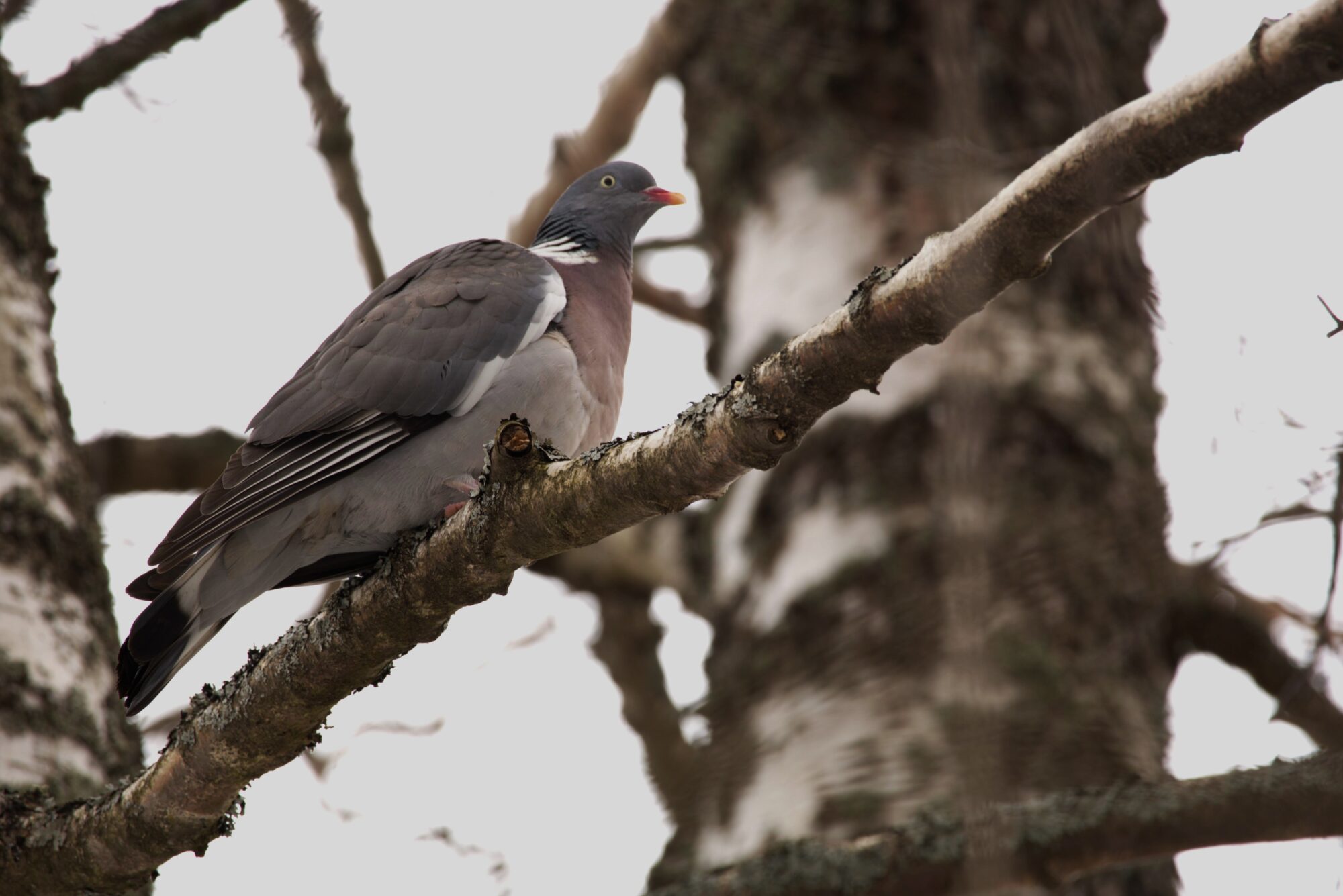Valokuvaaja: Armi Järvinen Valokuvaaja: Armi Järvinen