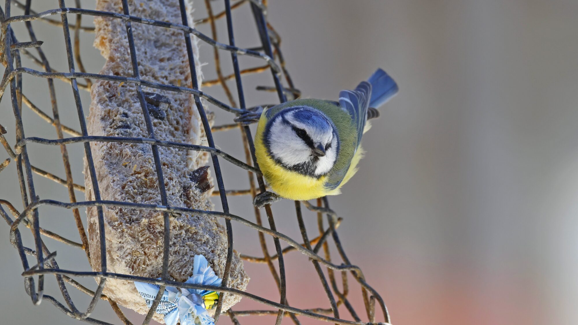 Valokuvaaja: TOMMI KUJALA