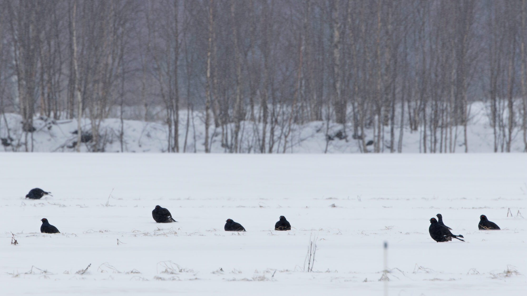Valokuvaaja: TOMMI KUJALA