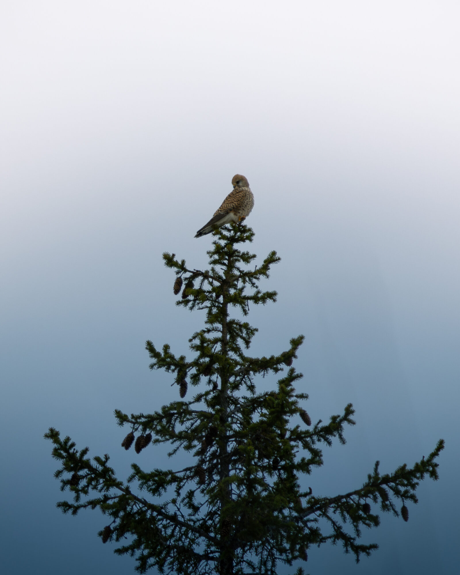 Valokuvaaja: Leevi Halme