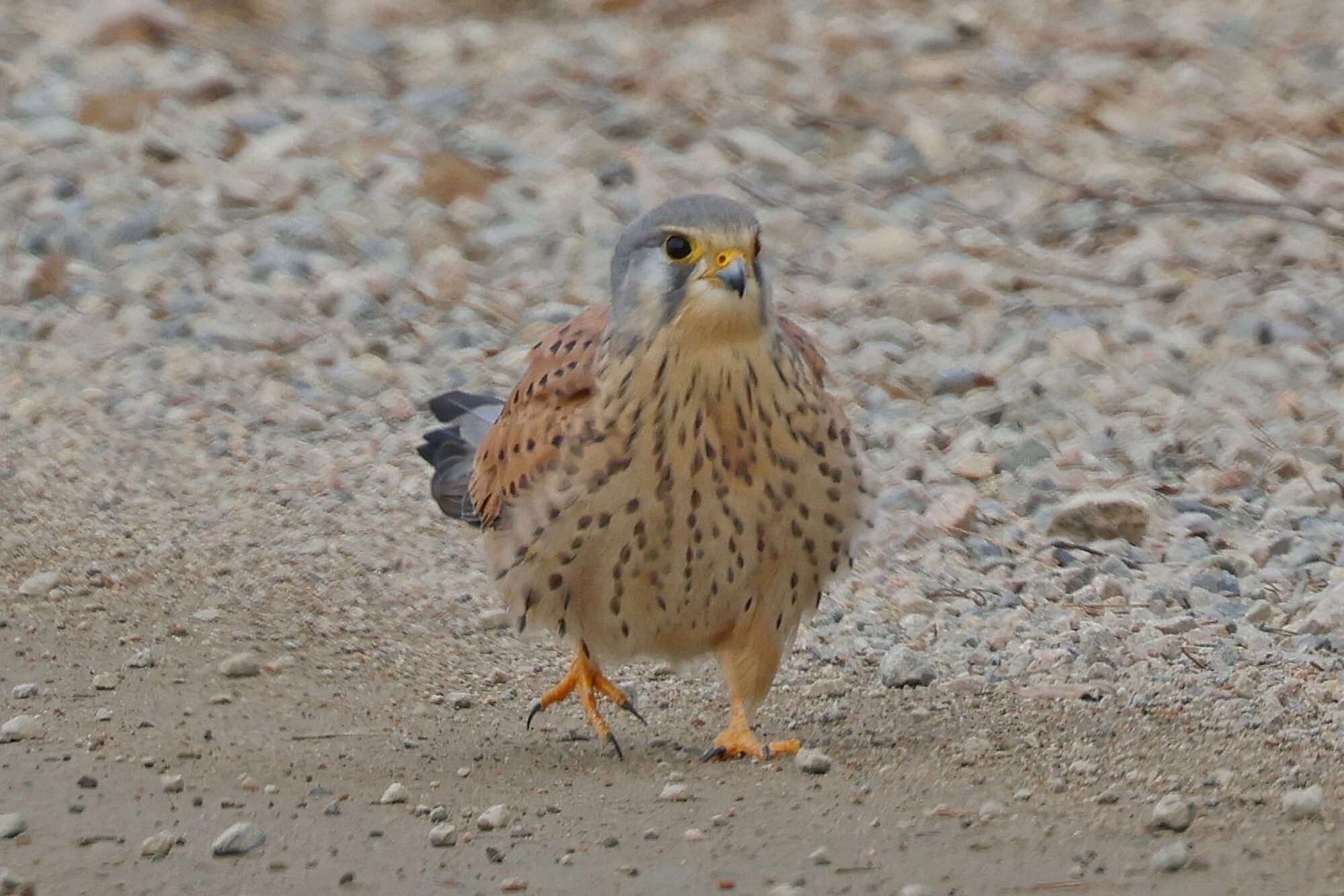 Valokuvaaja: TOMMI KUJALA
