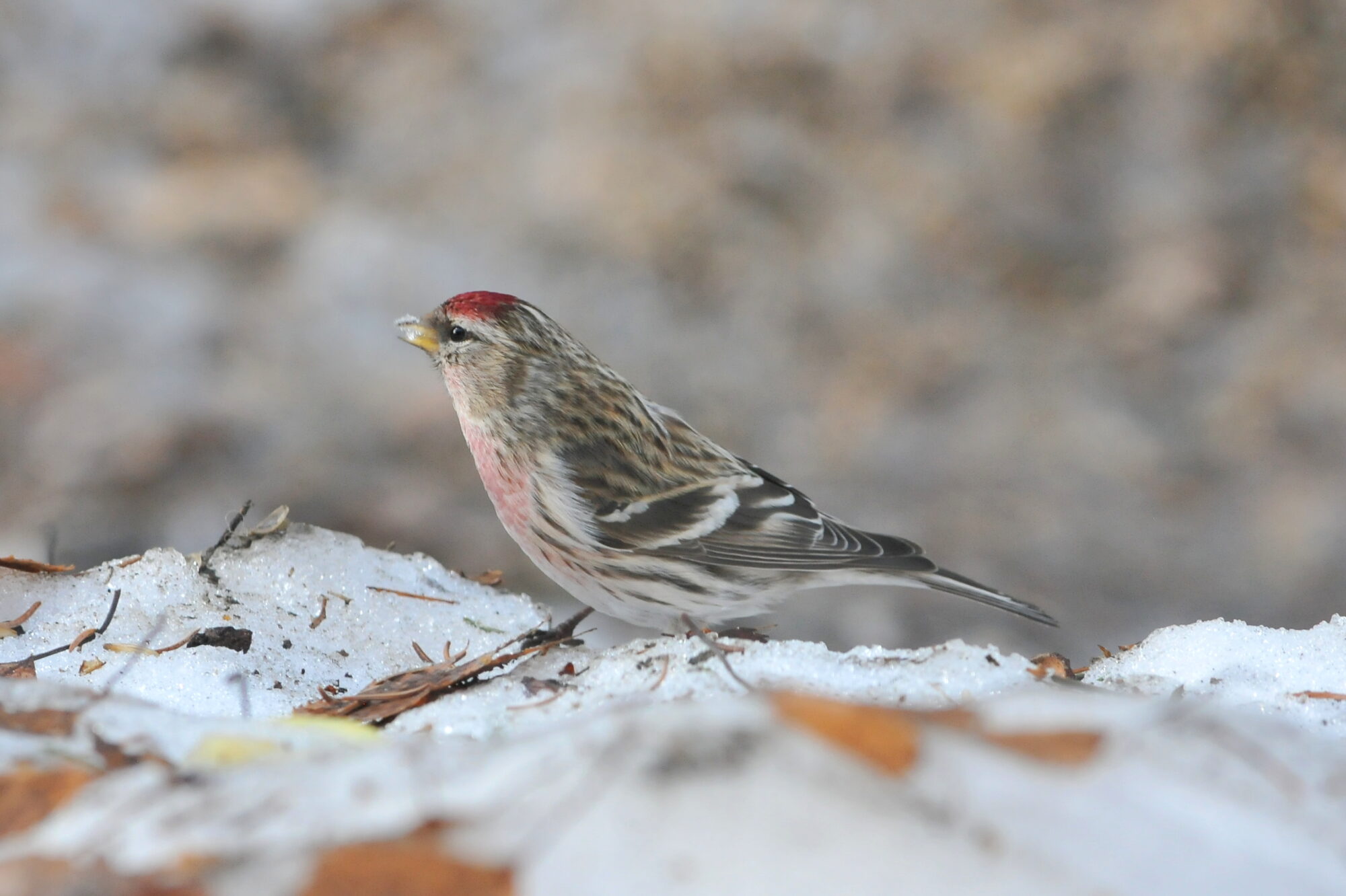 Valokuvaaja: Kaarlo Asikainen