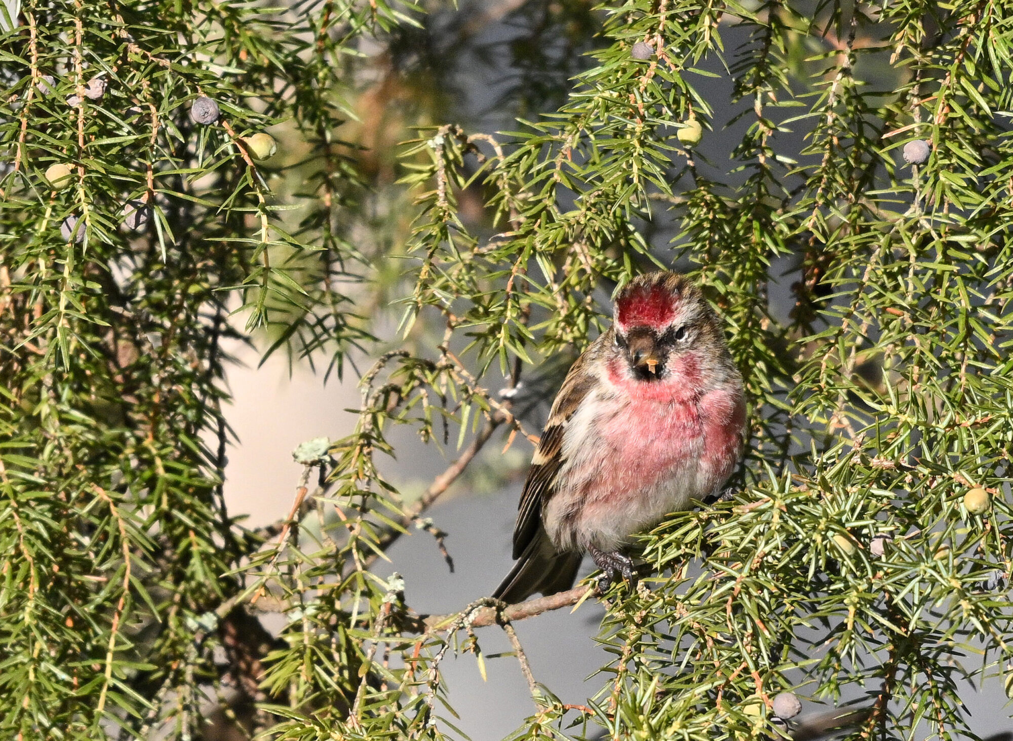 Valokuvaaja: Matti Manninen