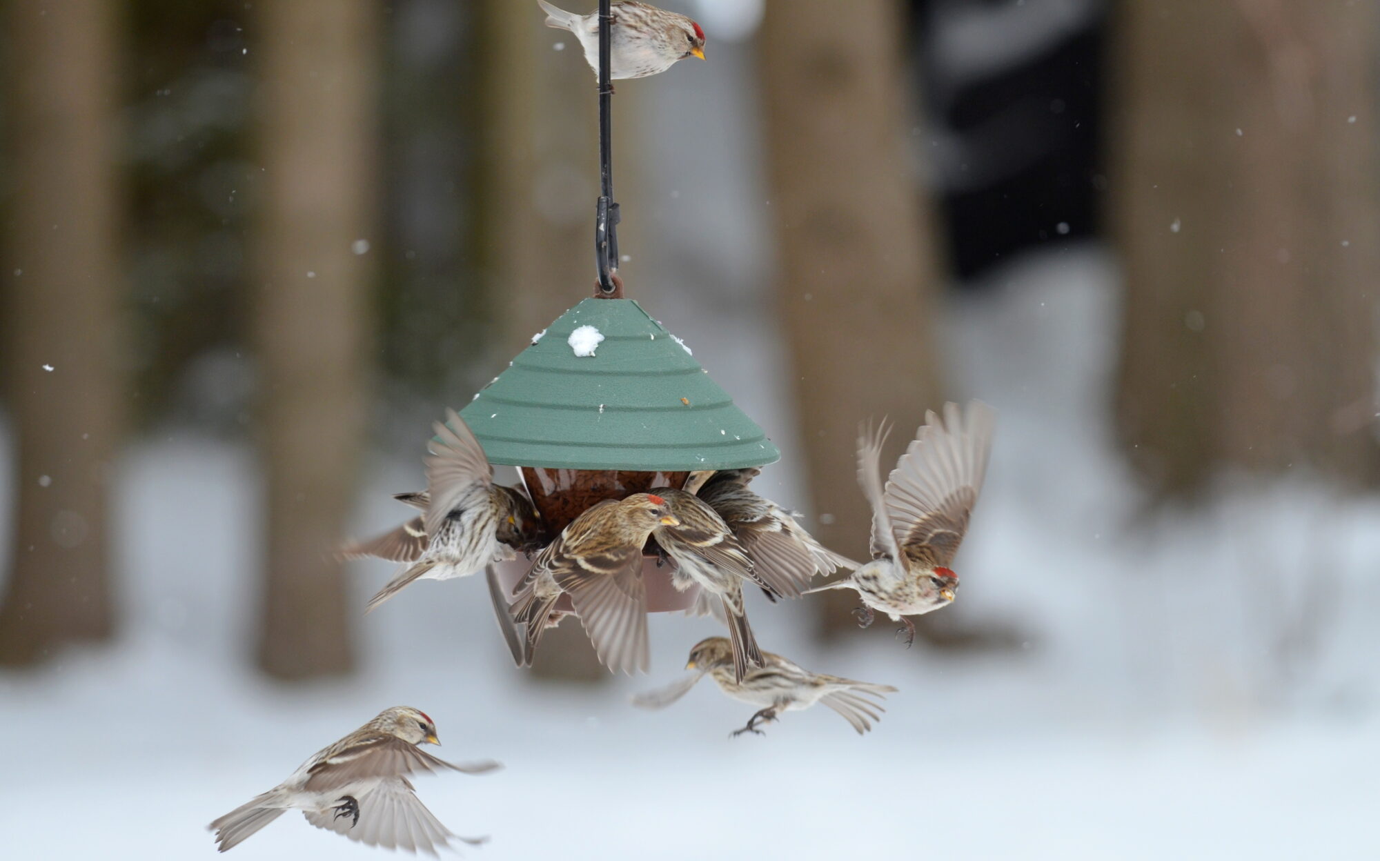 Valokuvaaja: Kaarlo Asikainen
