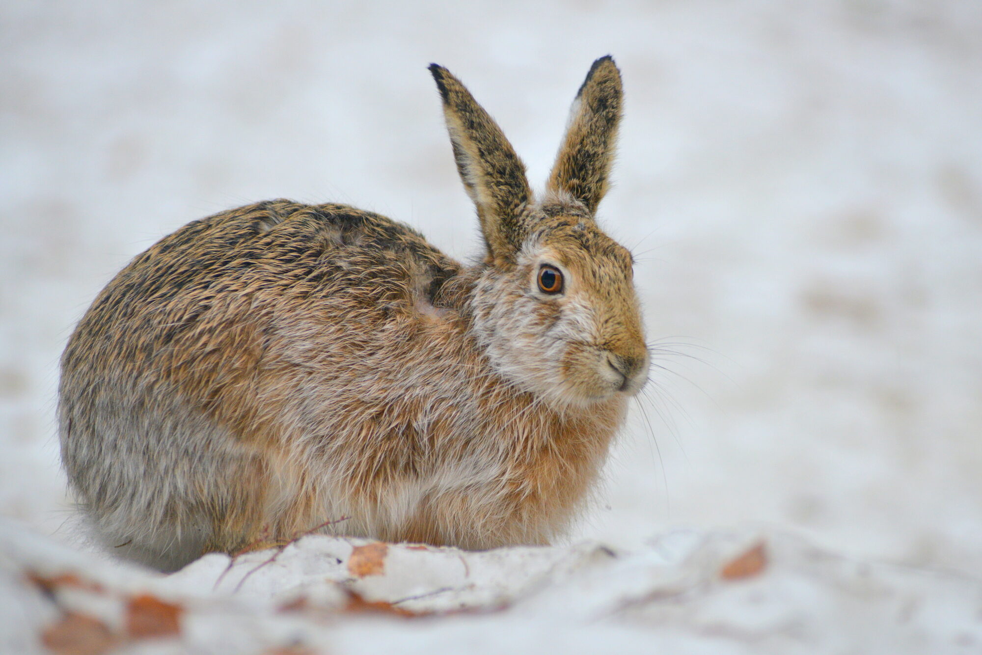 Valokuvaaja: Kaarlo Asikainen