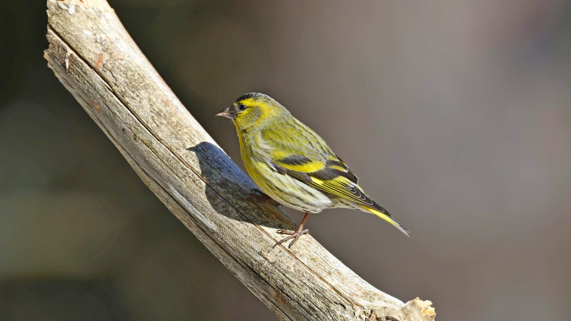 Valokuvaaja: TOMMI KUJALA