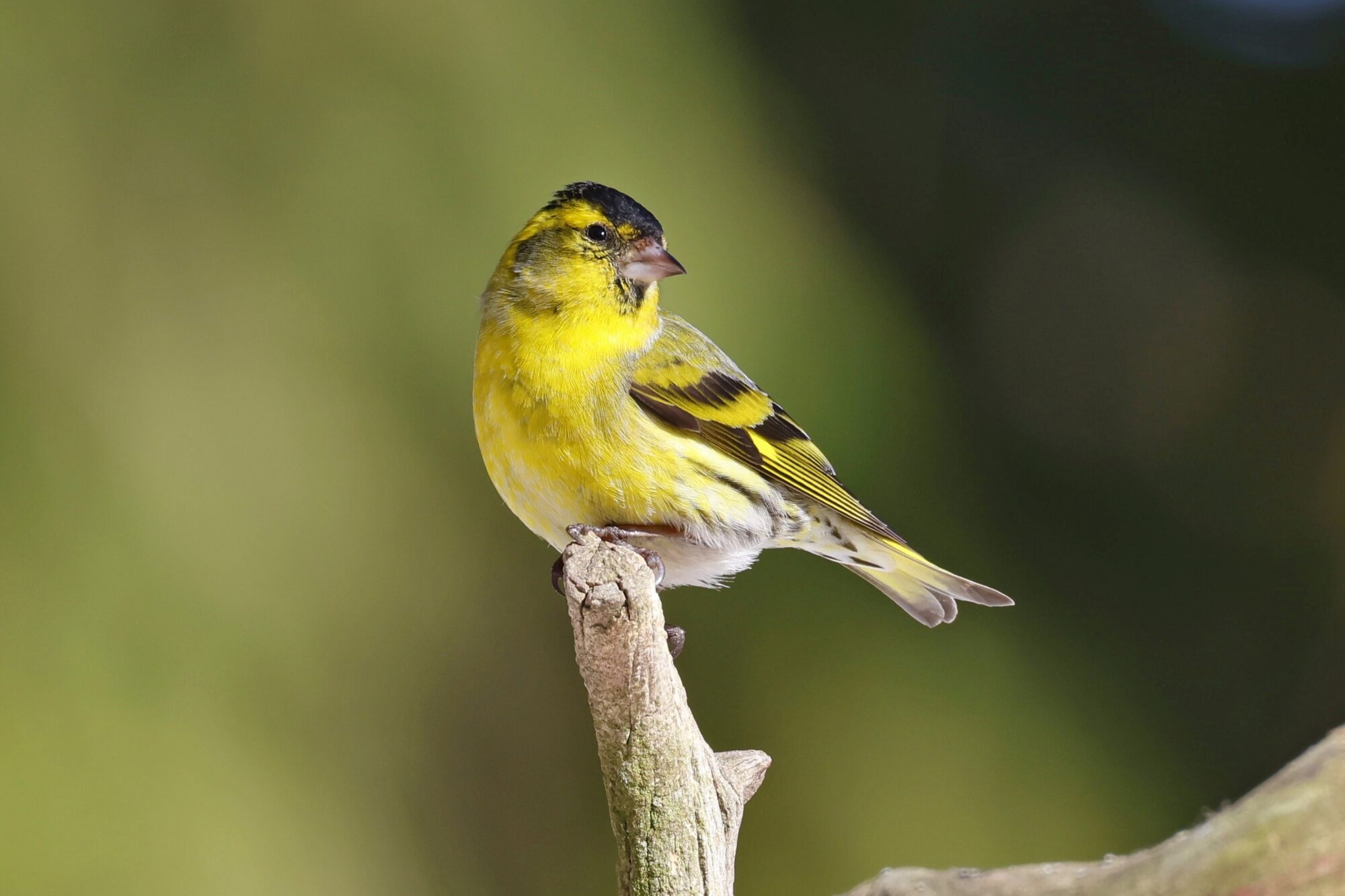 Valokuvaaja: TOMMI KUJALA