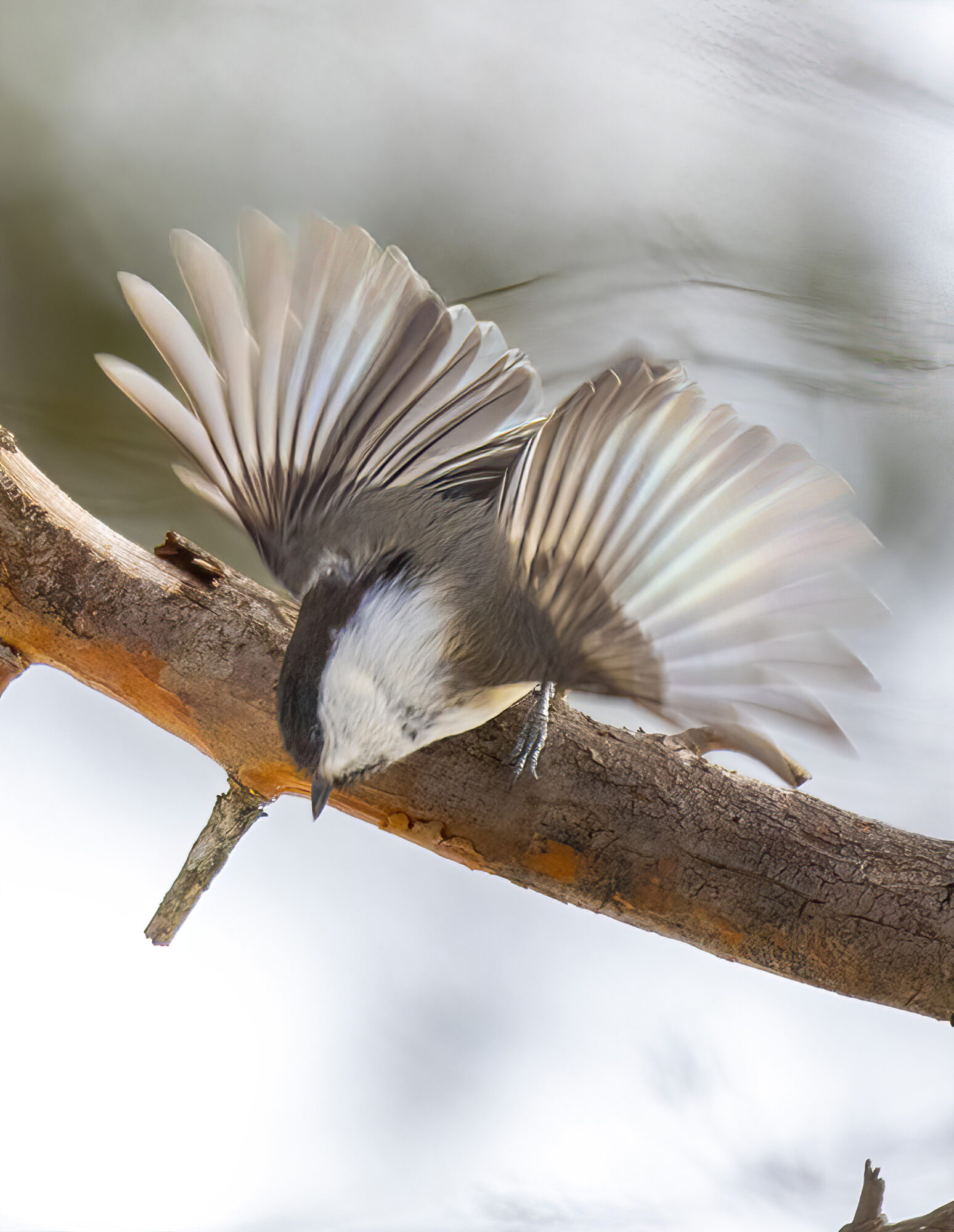 Valokuvaaja: Hannu Tikkanen