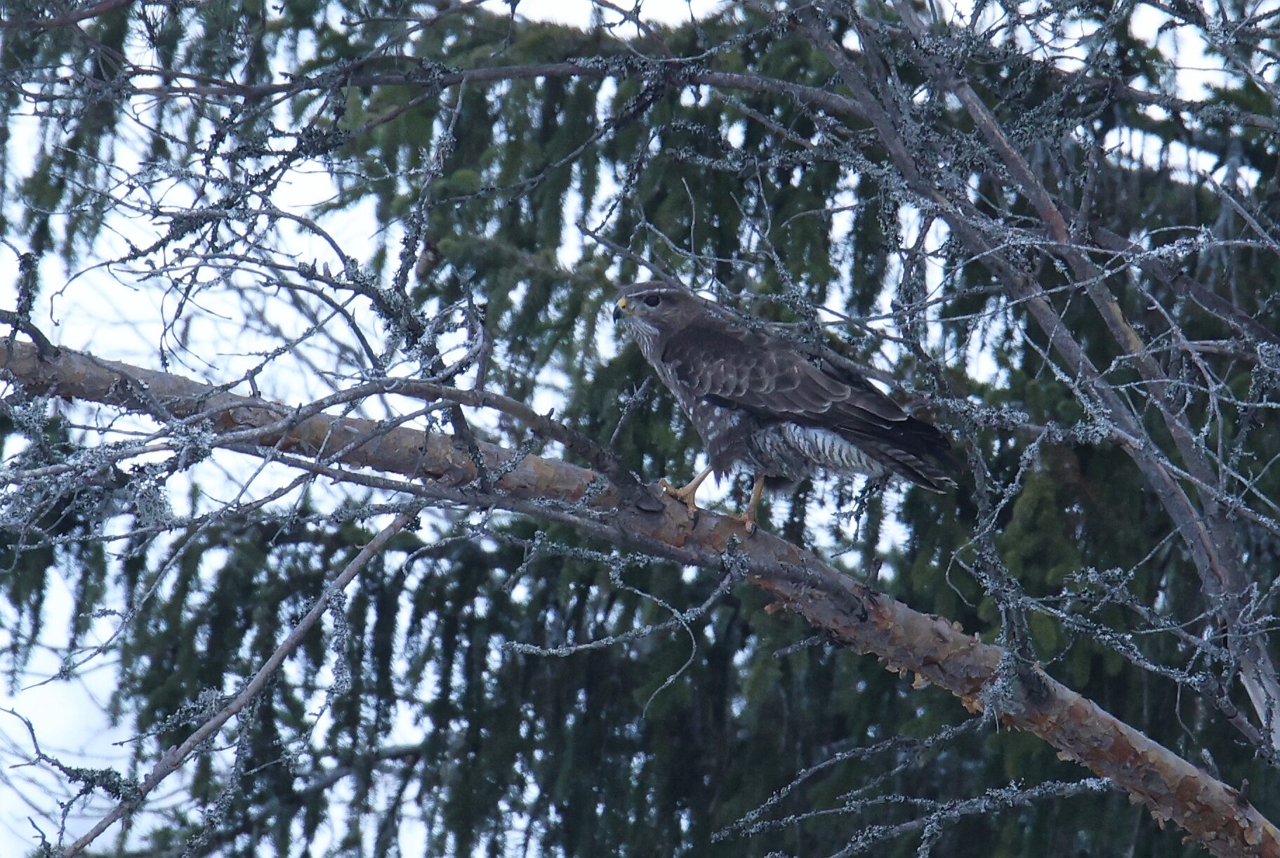 Valokuvaaja: Jaana Saarelainen
