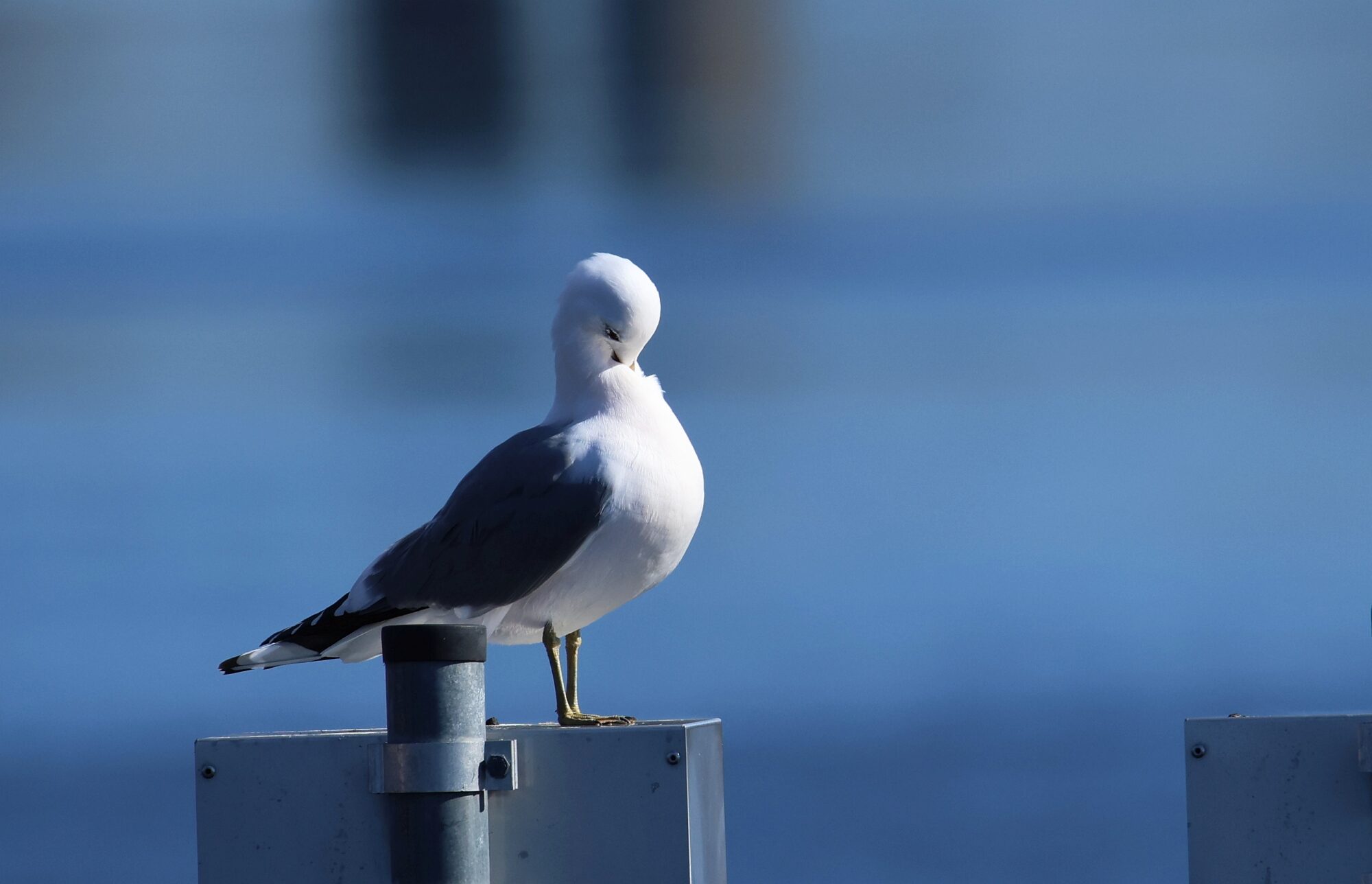 Valokuvaaja: Jaana Saarelainen