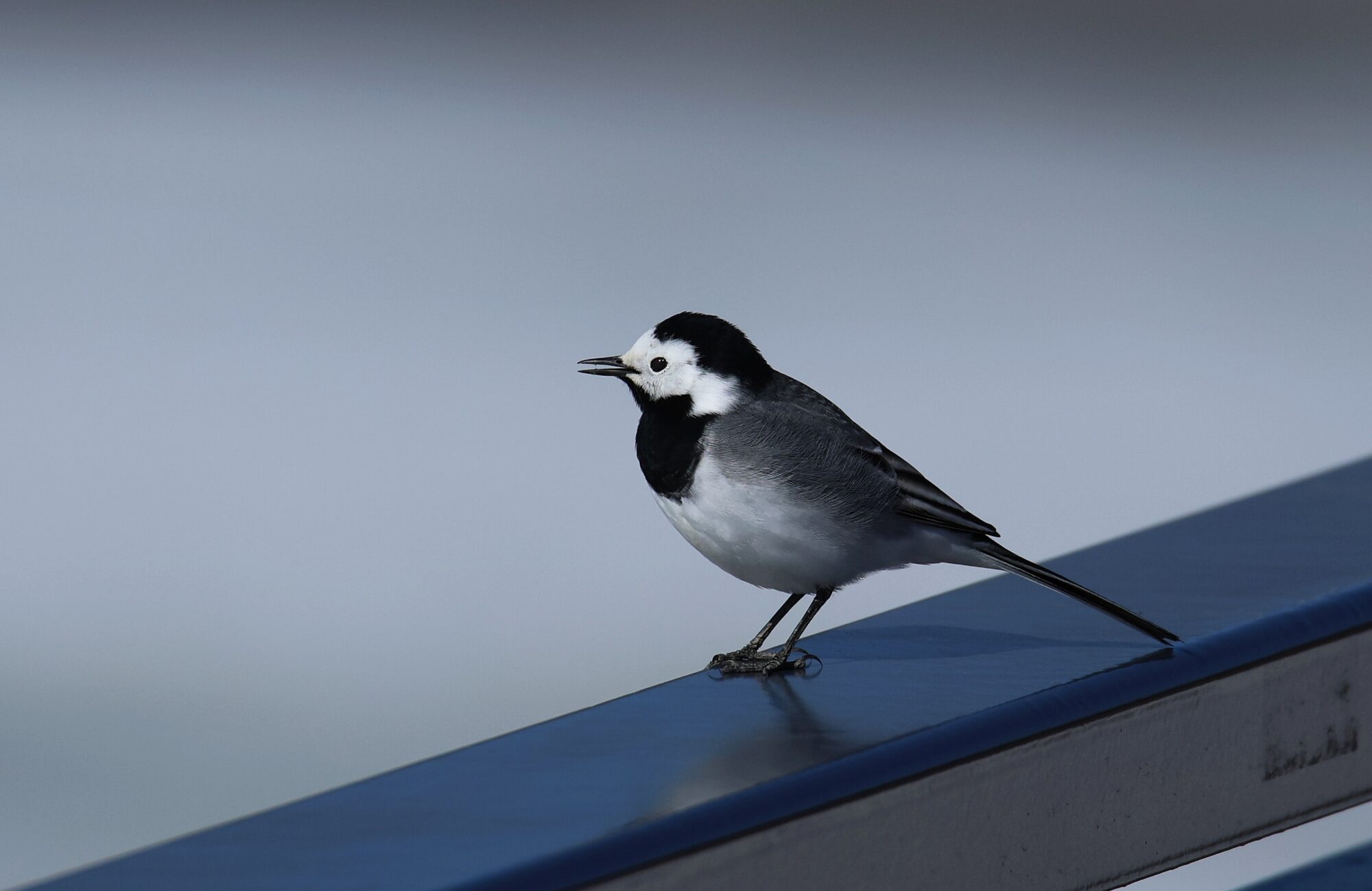Valokuvaaja: Jaana Saarelainen Valokuvaaja: Jaana Saarelainen