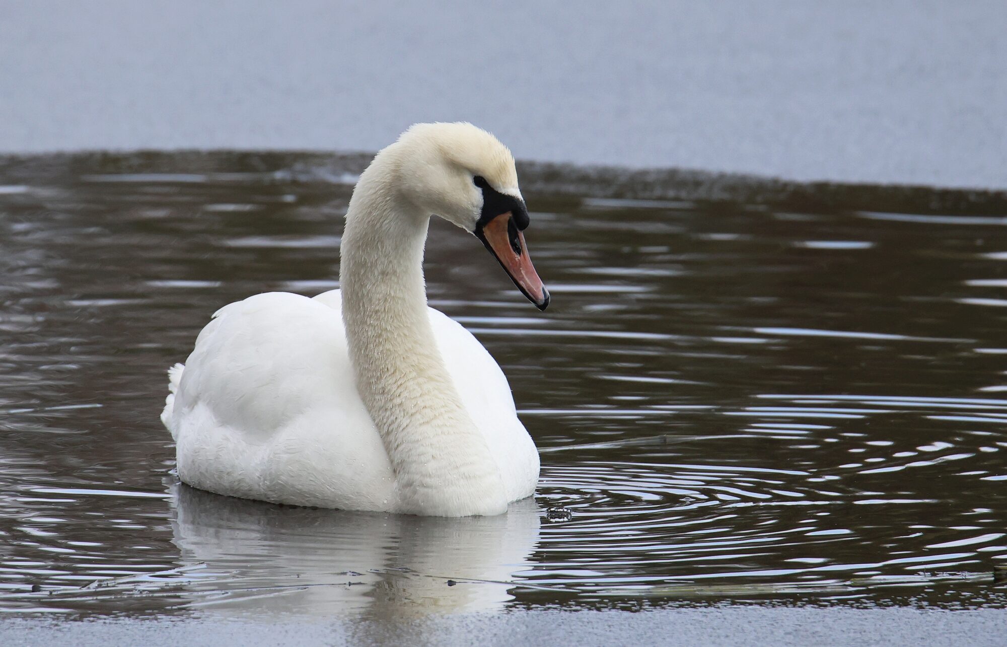 Valokuvaaja: Jaana Saarelainen