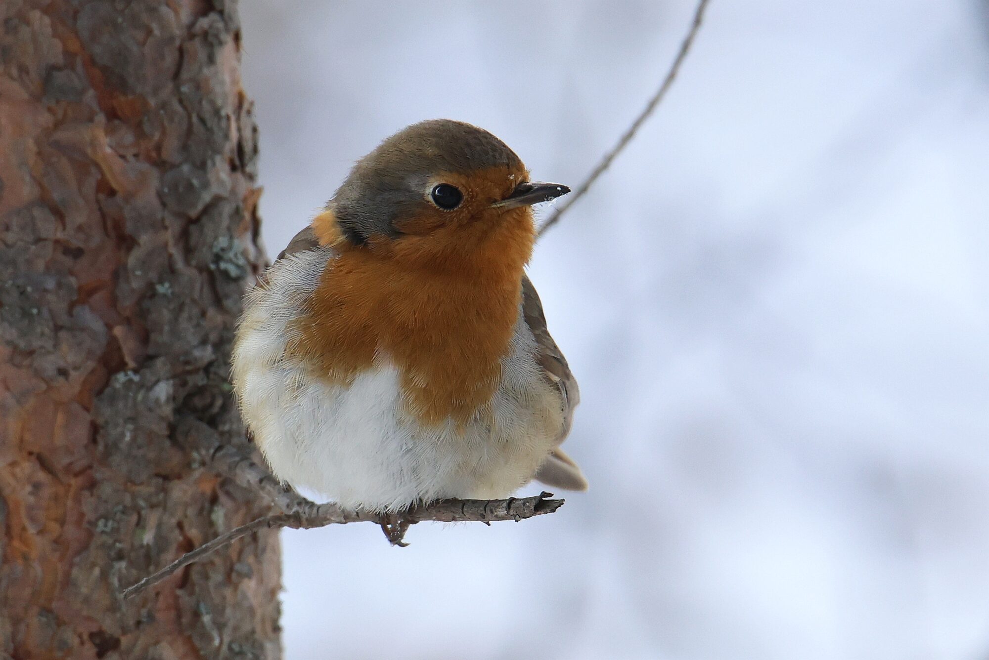 Valokuvaaja: Jaana Saarelainen Valokuvaaja: Jaana Saarelainen