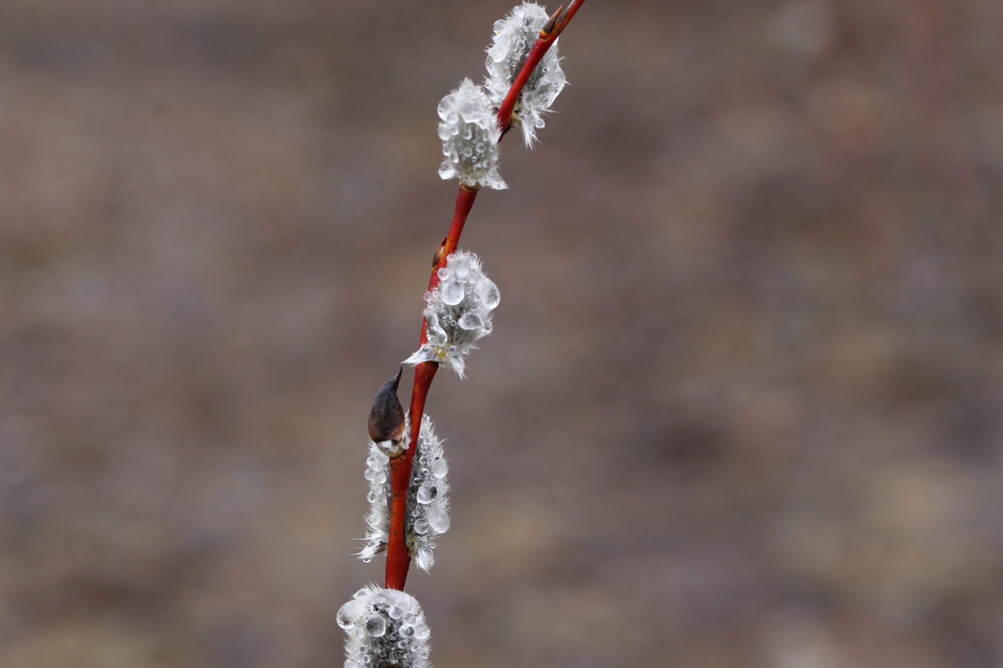 Valokuvaaja: Jaana Saarelainen