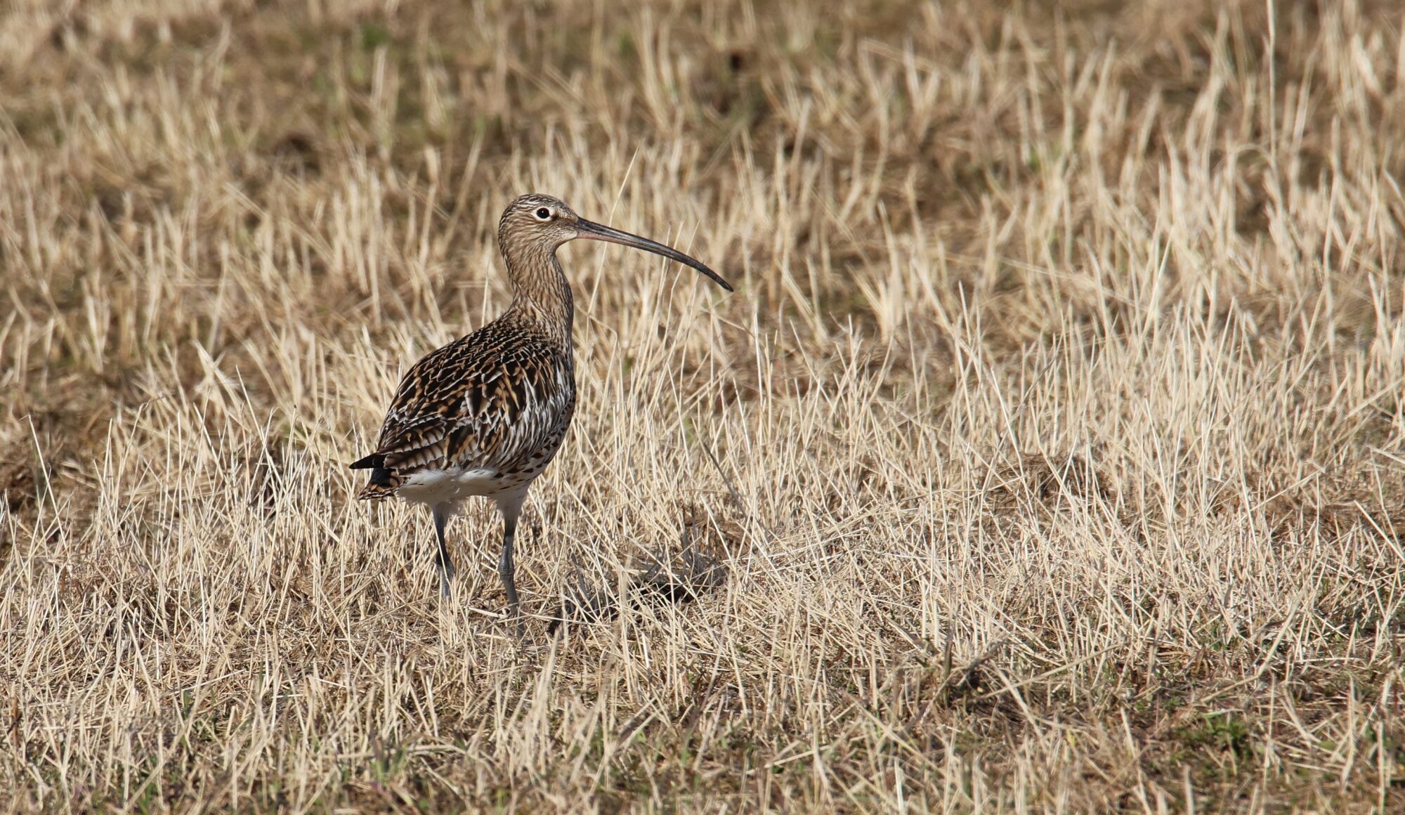 Valokuvaaja: Jaana Saarelainen
