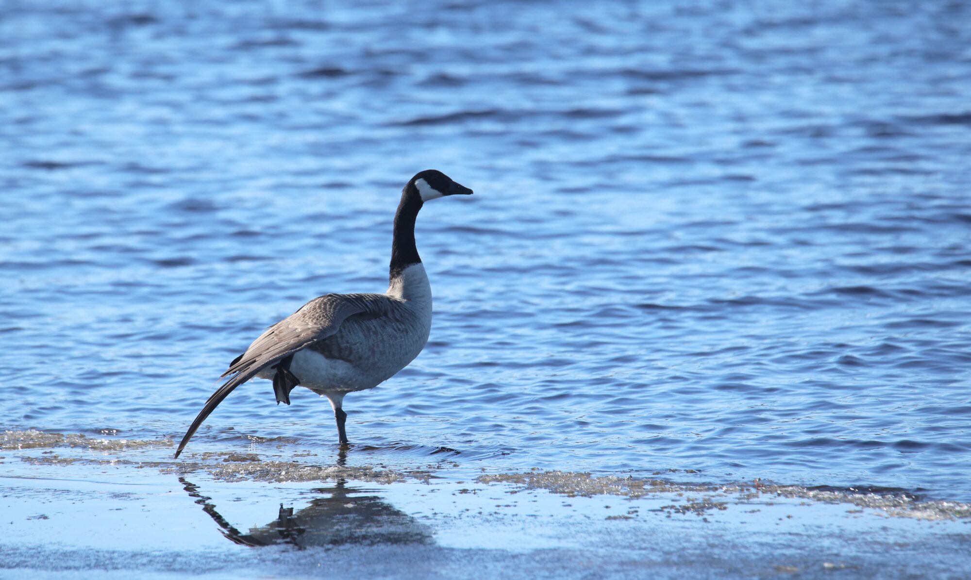 Valokuvaaja: Jaana Saarelainen