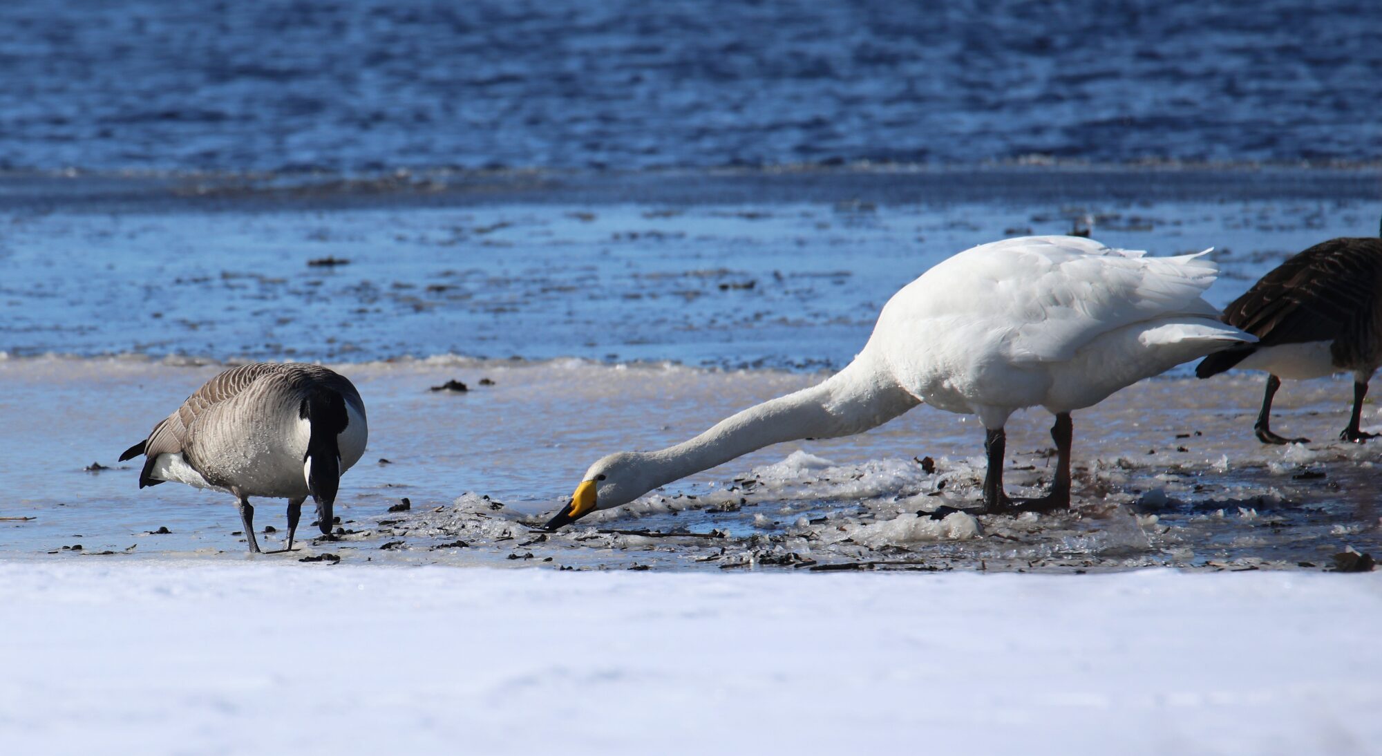 Valokuvaaja: Jaana Saarelainen