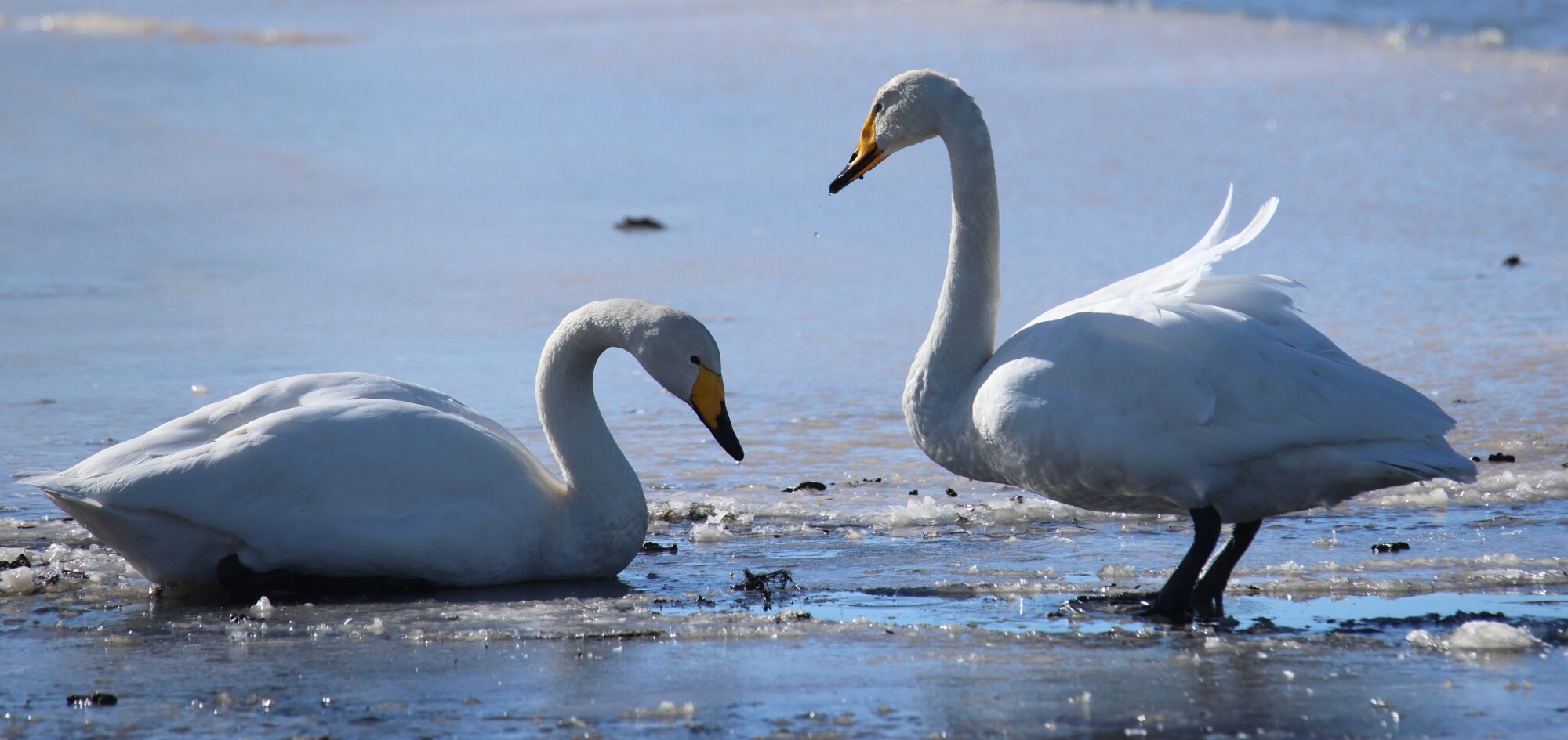 Valokuvaaja: Jaana Saarelainen
