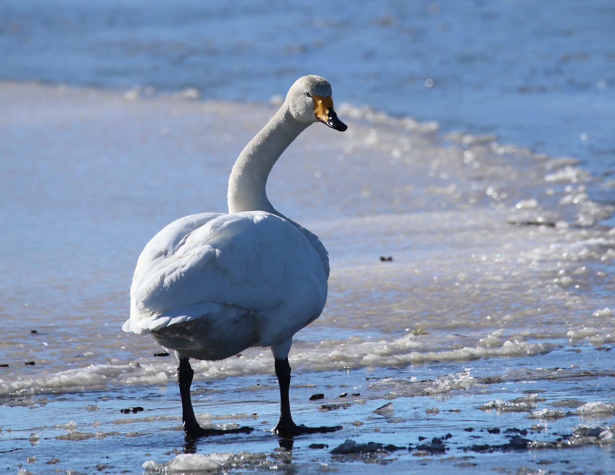 Valokuvaaja: Jaana Saarelainen