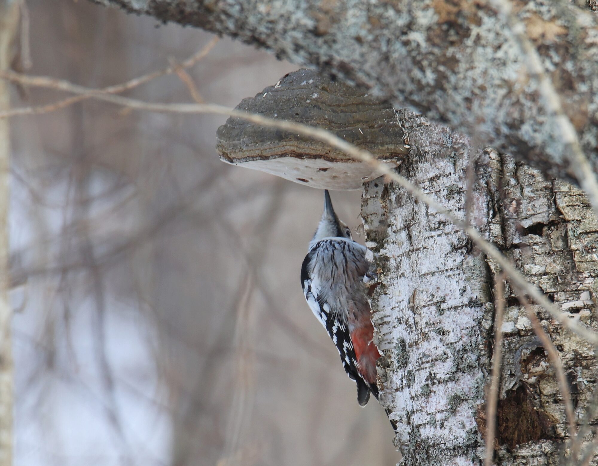 Valokuvaaja: Jaana Saarelainen