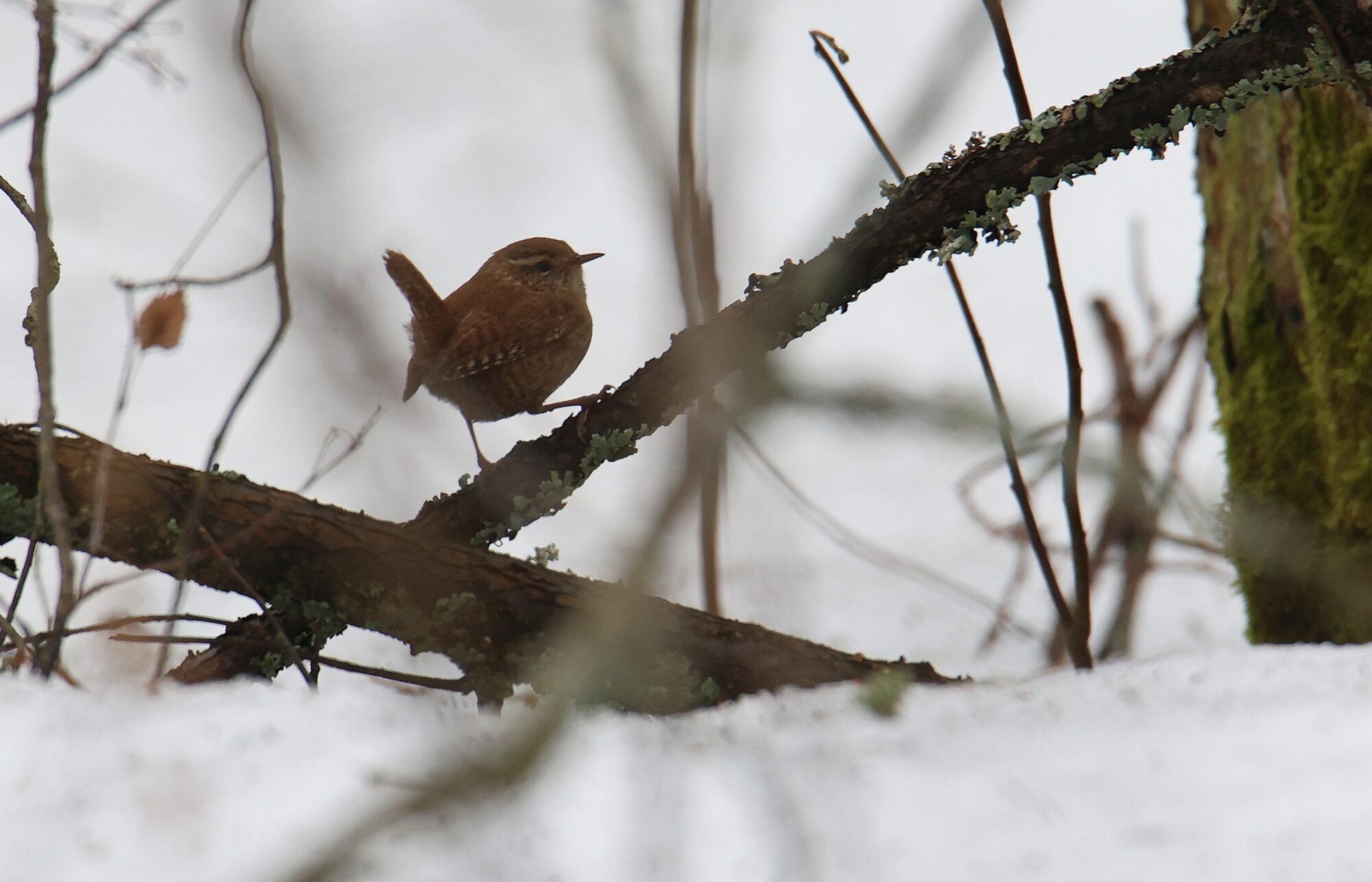 Valokuvaaja: Jaana Saarelainen